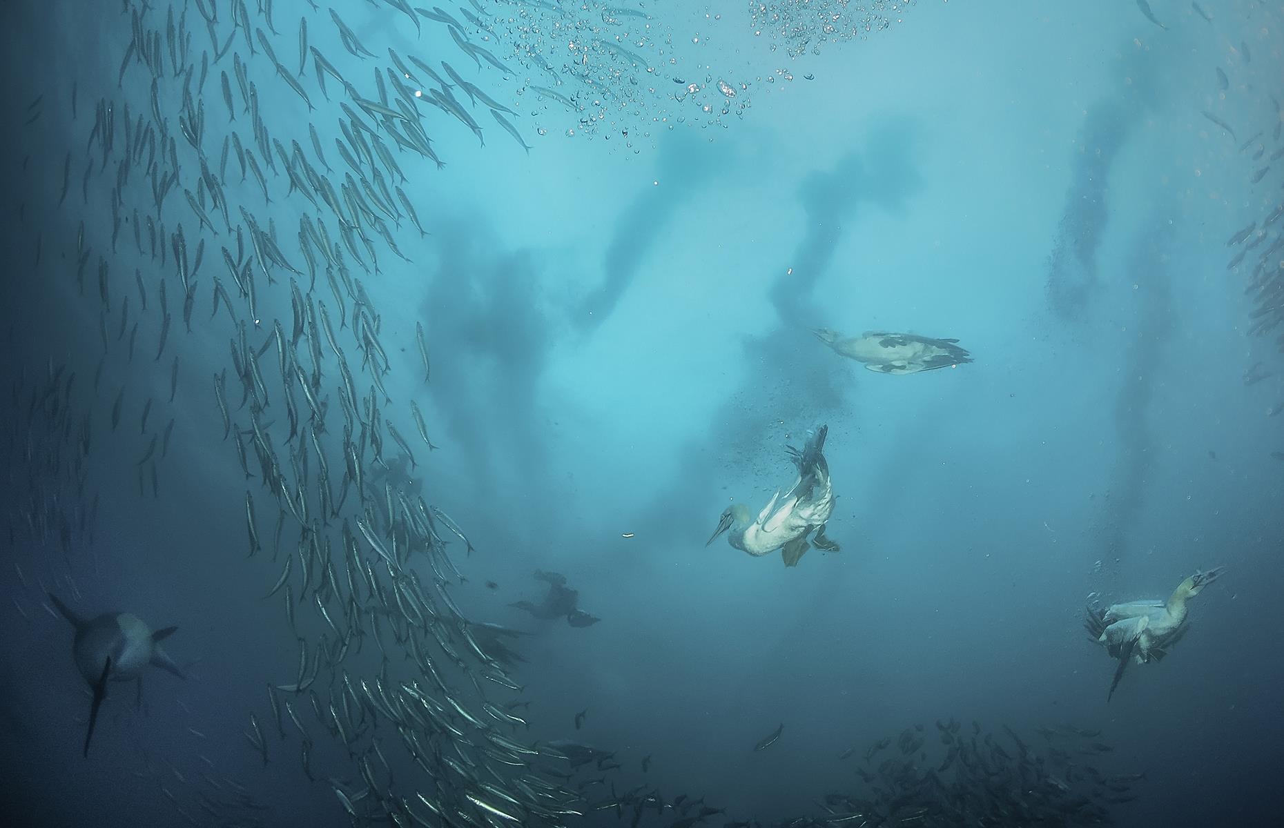 Sardine run, east coast of South Africa