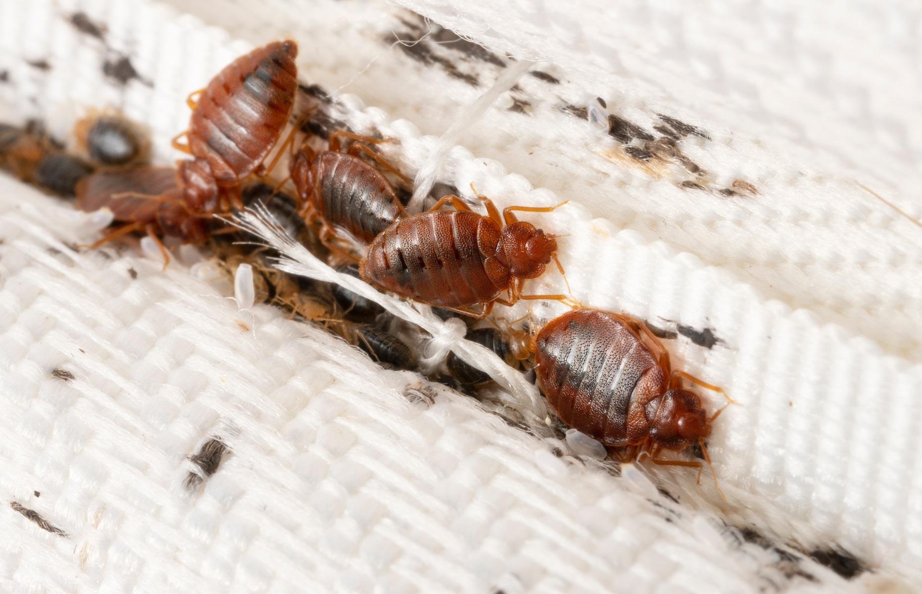 Summer pest: bedbugs