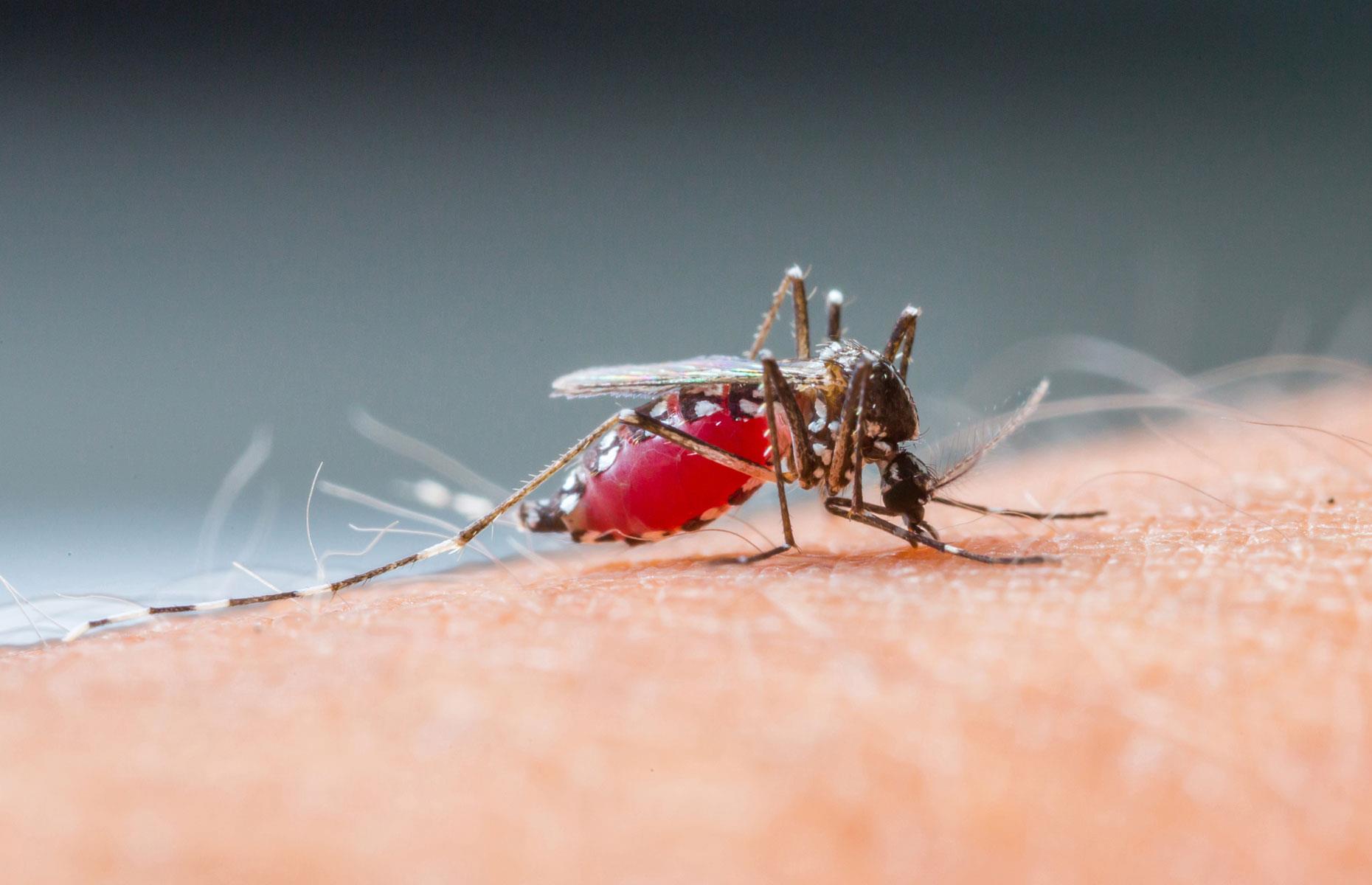 Малярия животное. Малярийный Москит. Комар Денге.