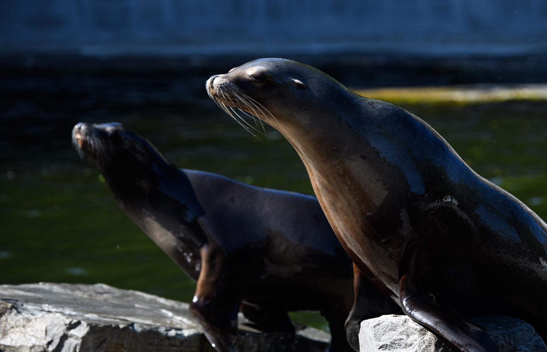 Neighbour filed noise complaint over rowdy sea lions