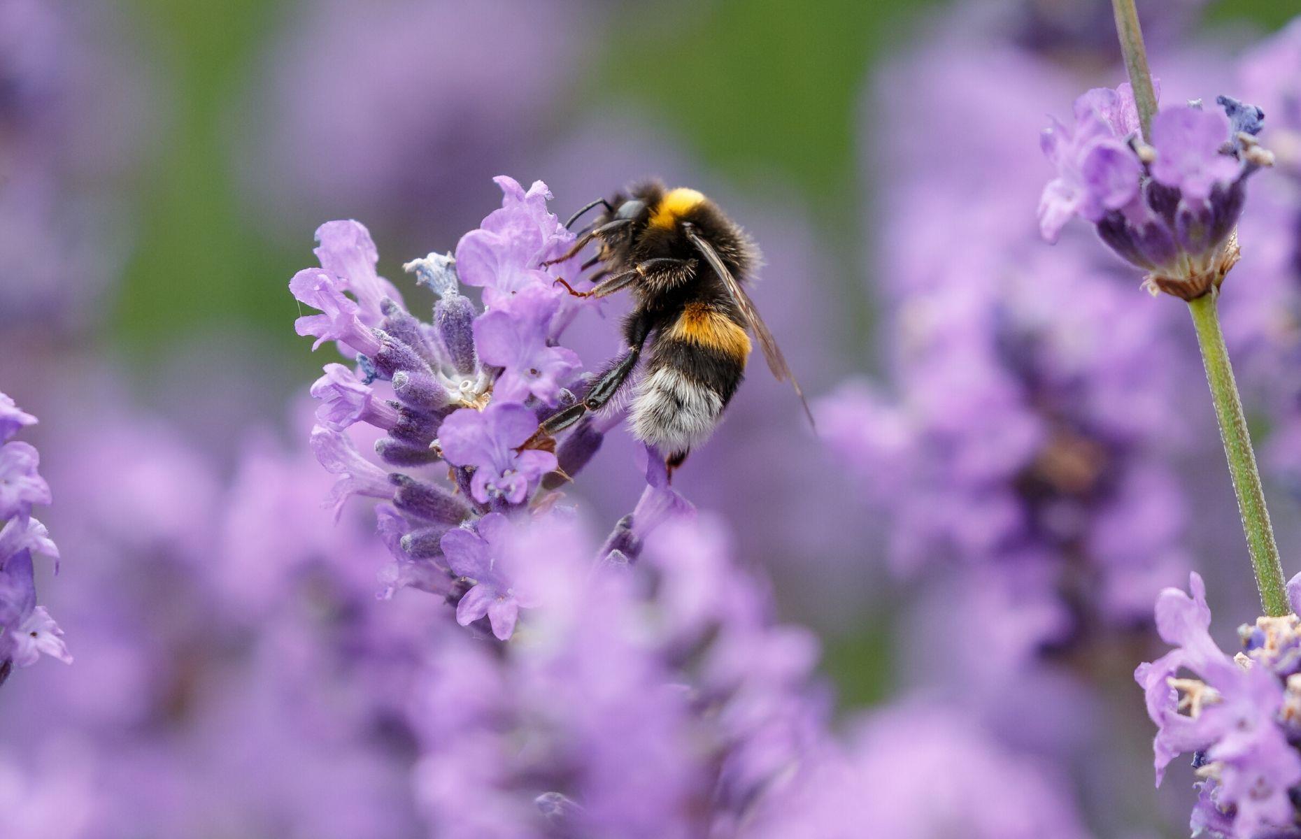 Create a feast for pollinators