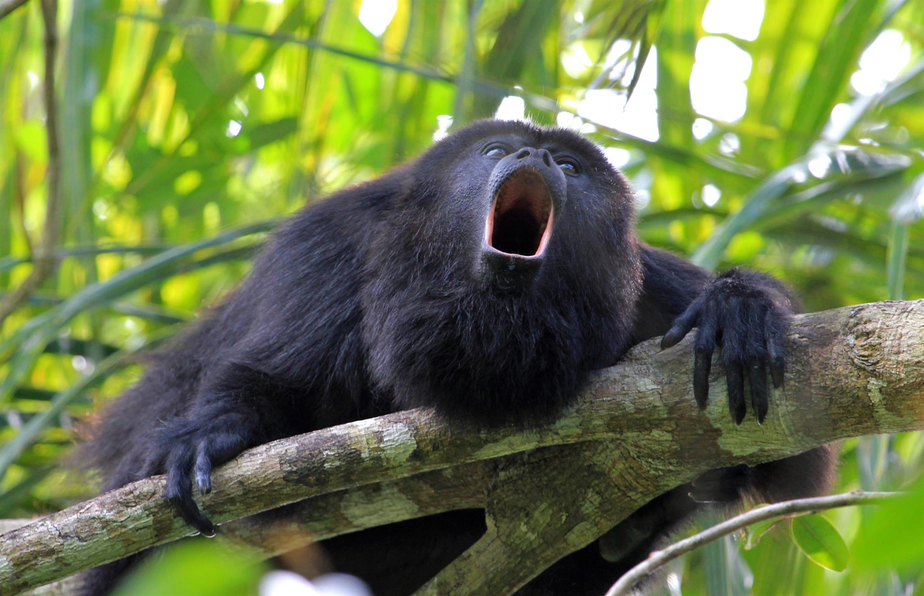 Howler monkeys are nearly as loud as jet engines