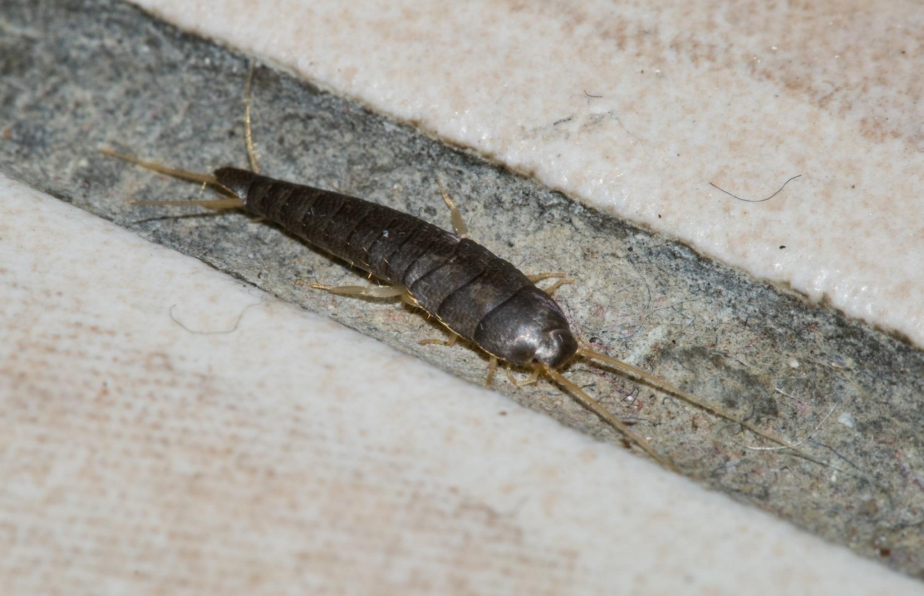 Household pest: silverfish