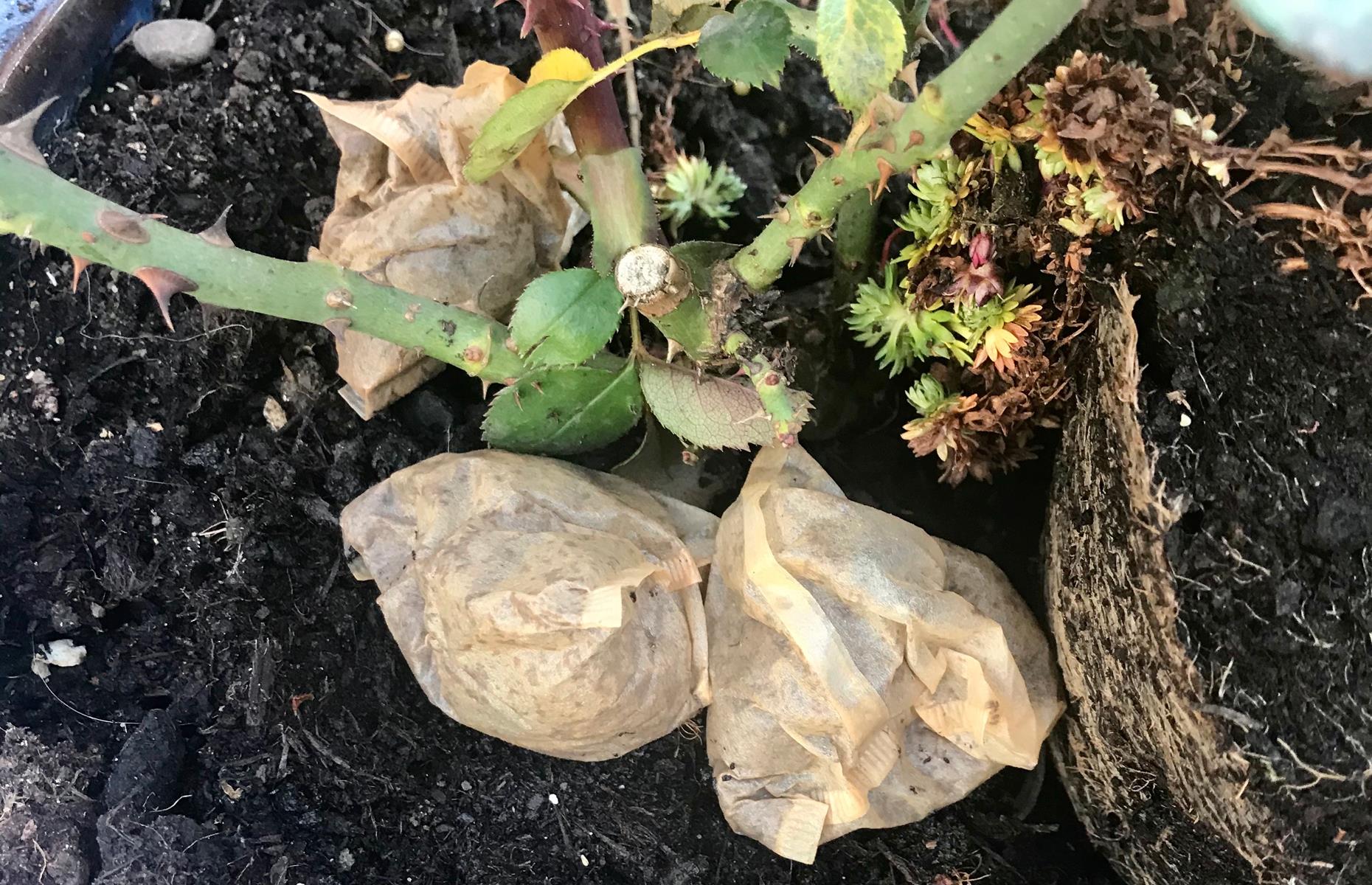 Pop teabags on your roses