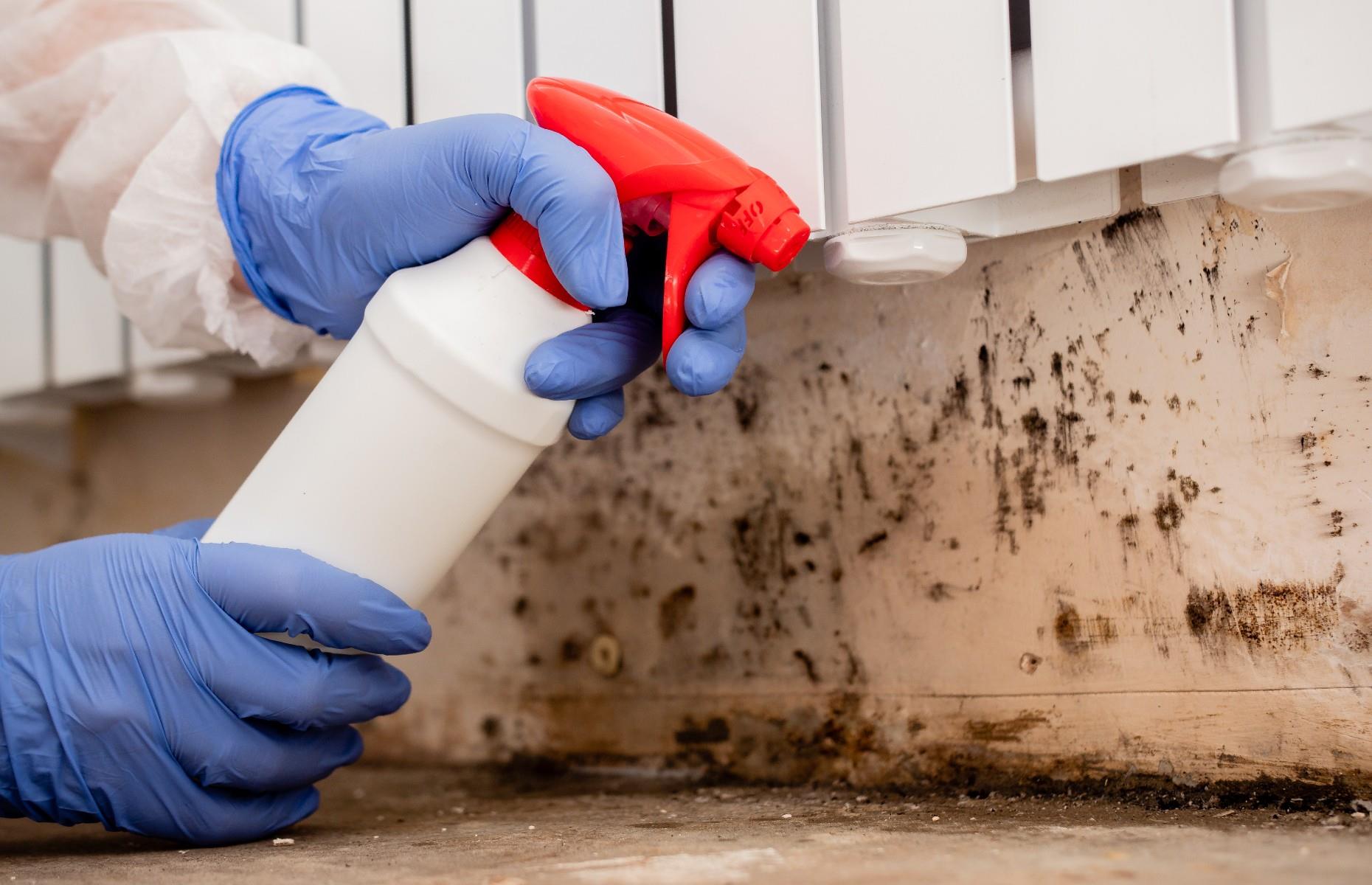 Remove sources of damp