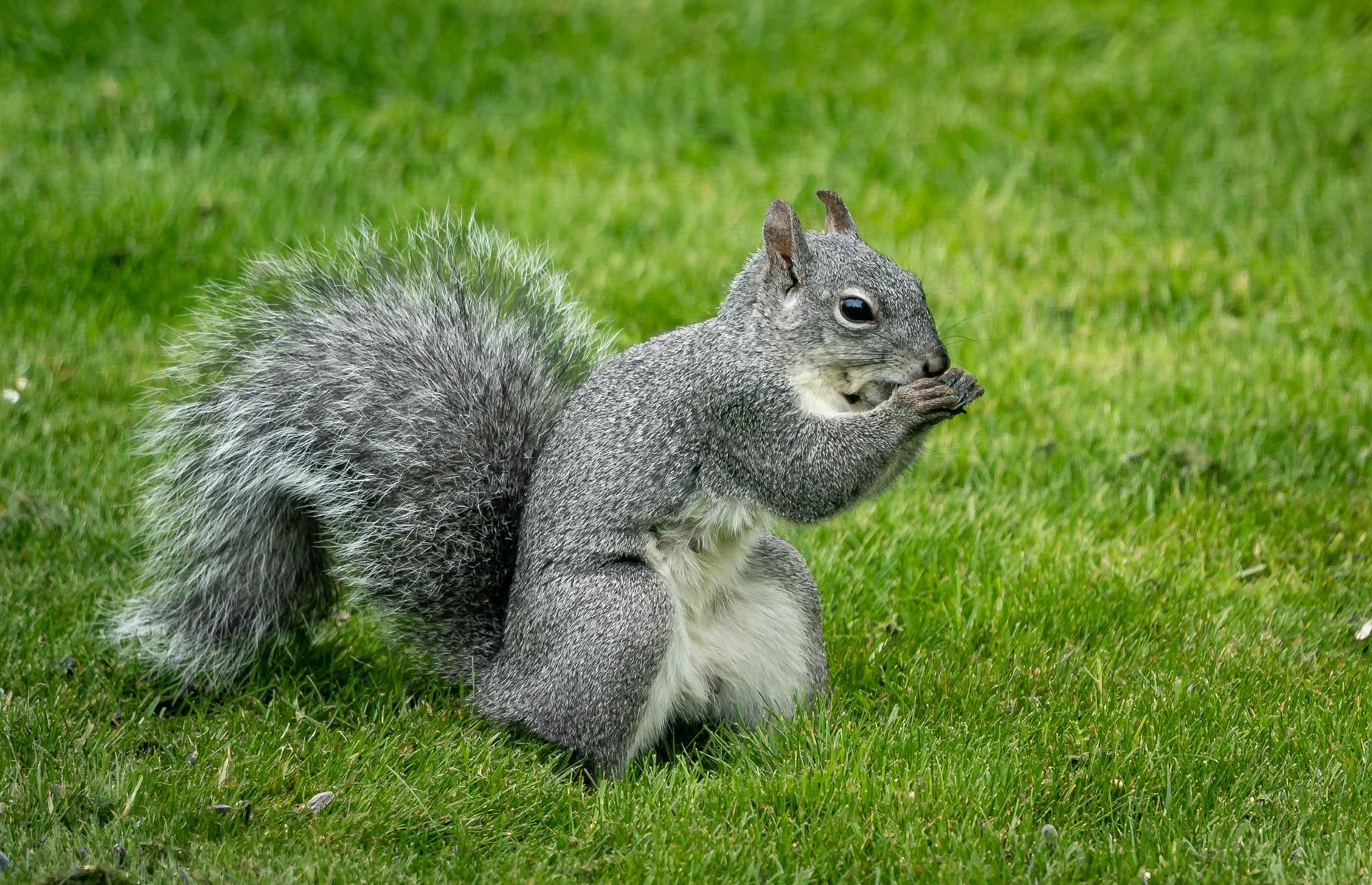 Protected species: squirrels