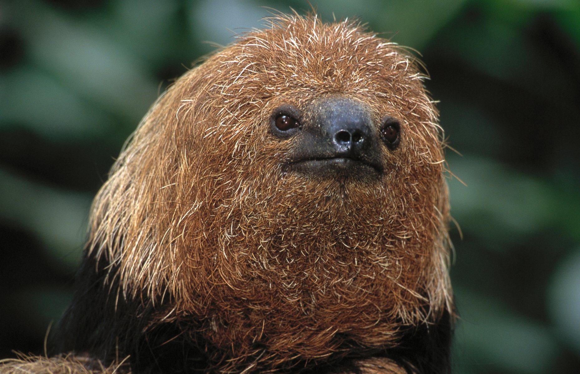 A new species of maned sloth was found