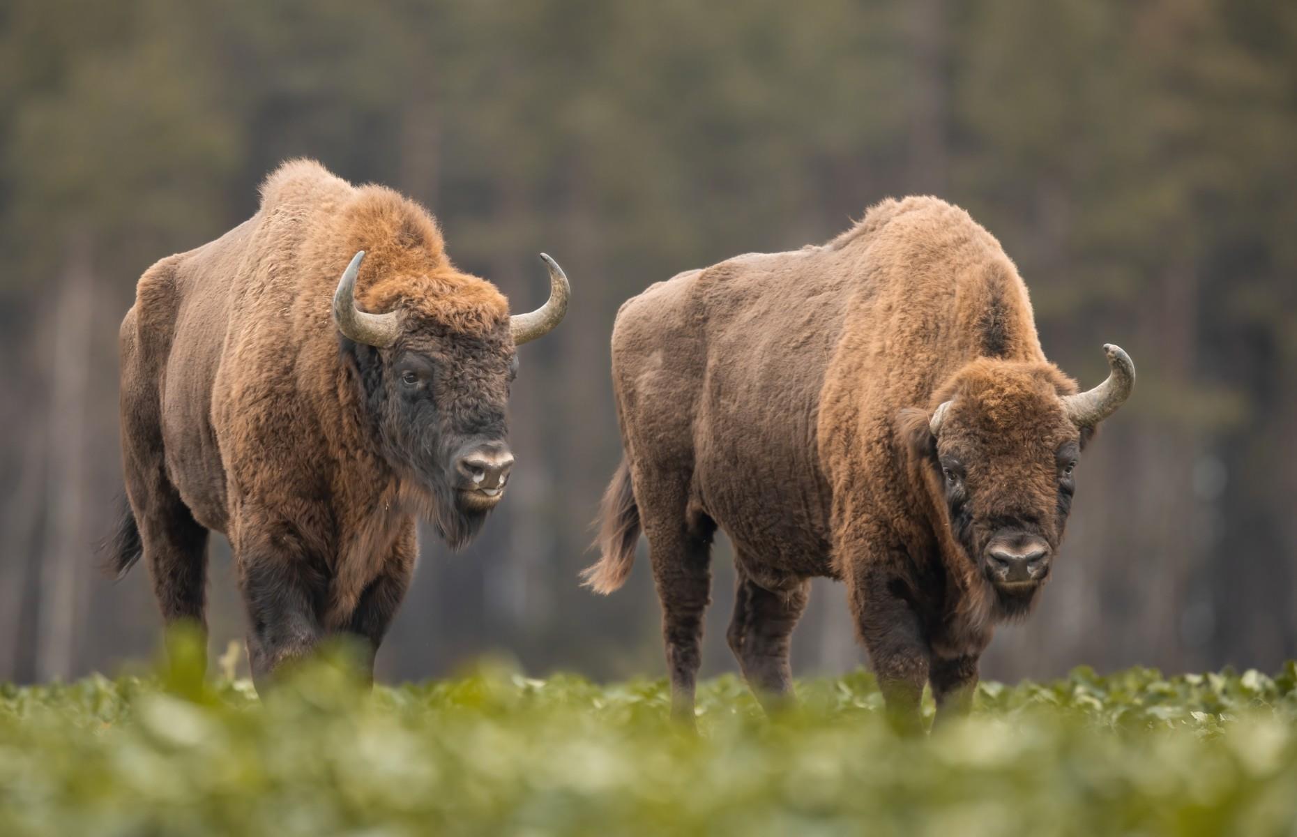 4. European bison