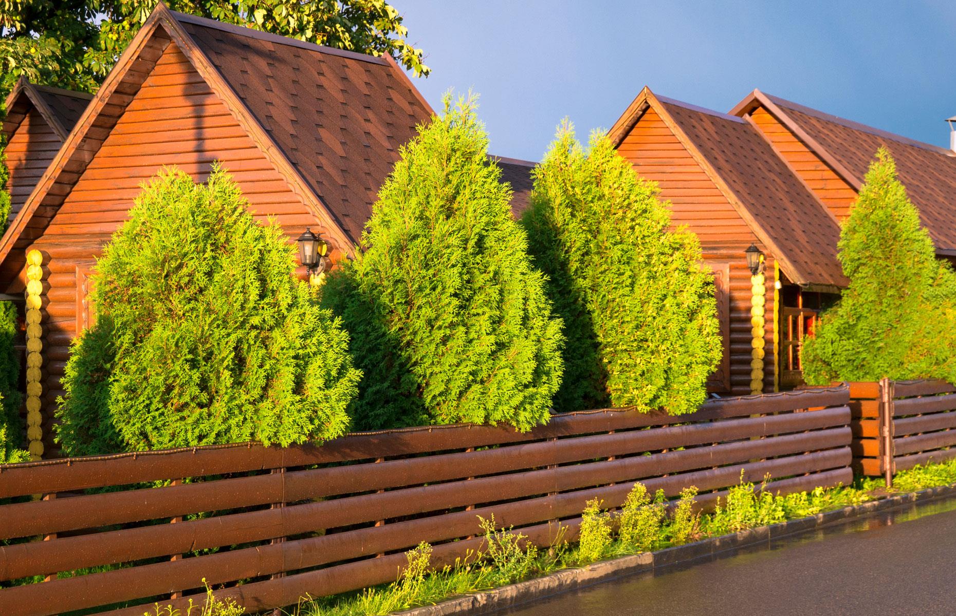 Planting trees that are too big