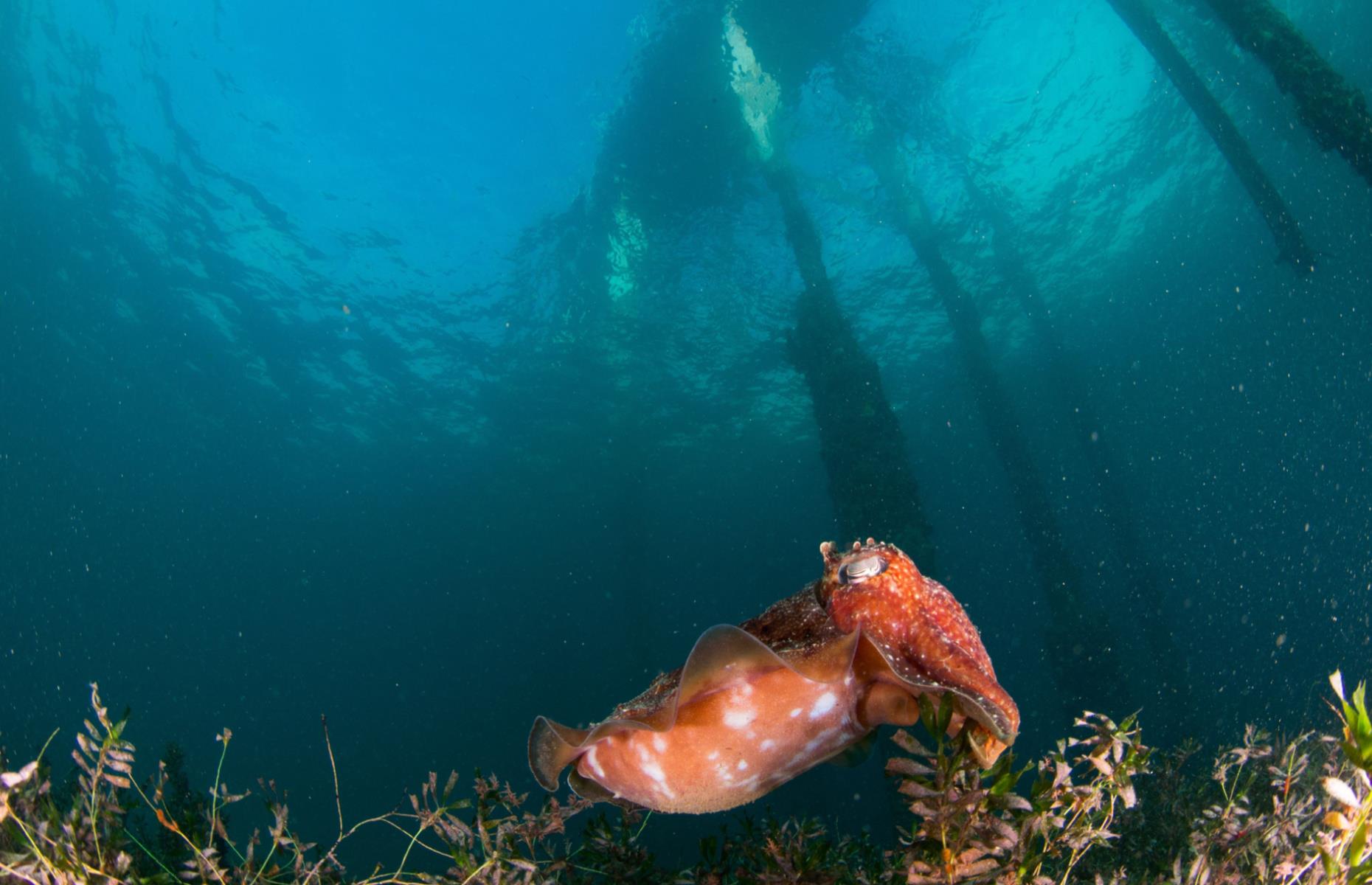 9. Dive with sea dragons, Rapid Bay, South Australia