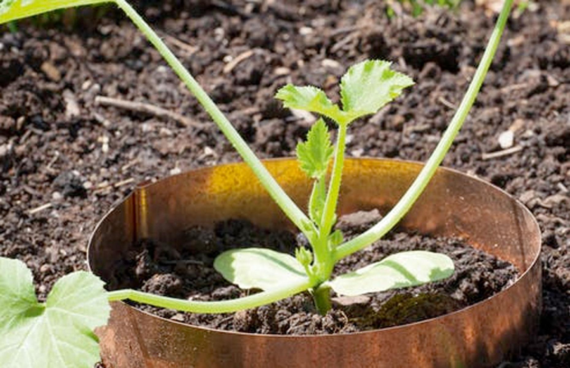 Fend off slugs with copper