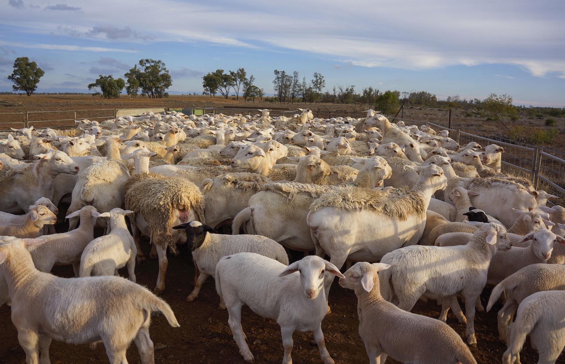 48th. McCoy family: 90,900 hectares
