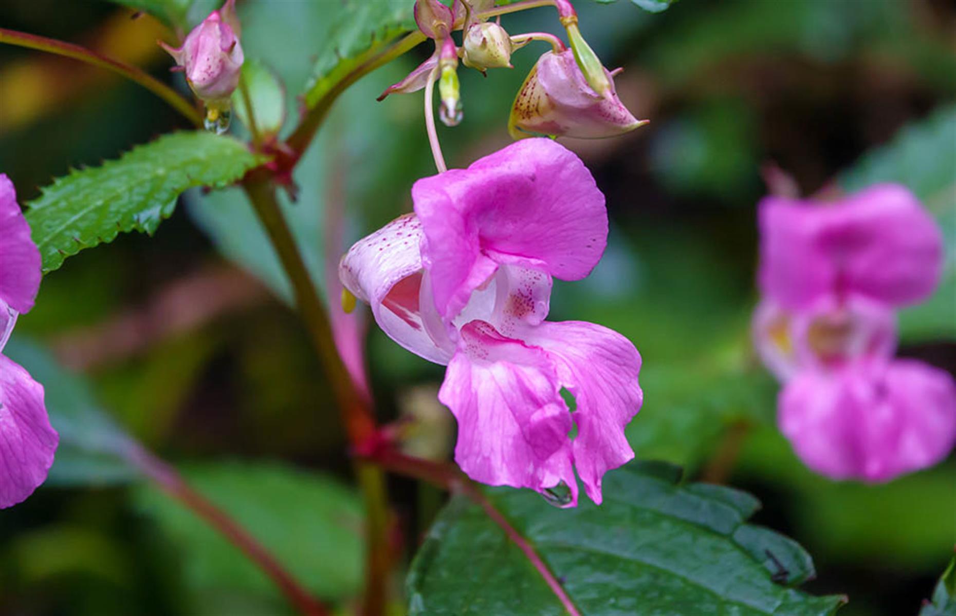 How to stop Himalayan balsam causing harm