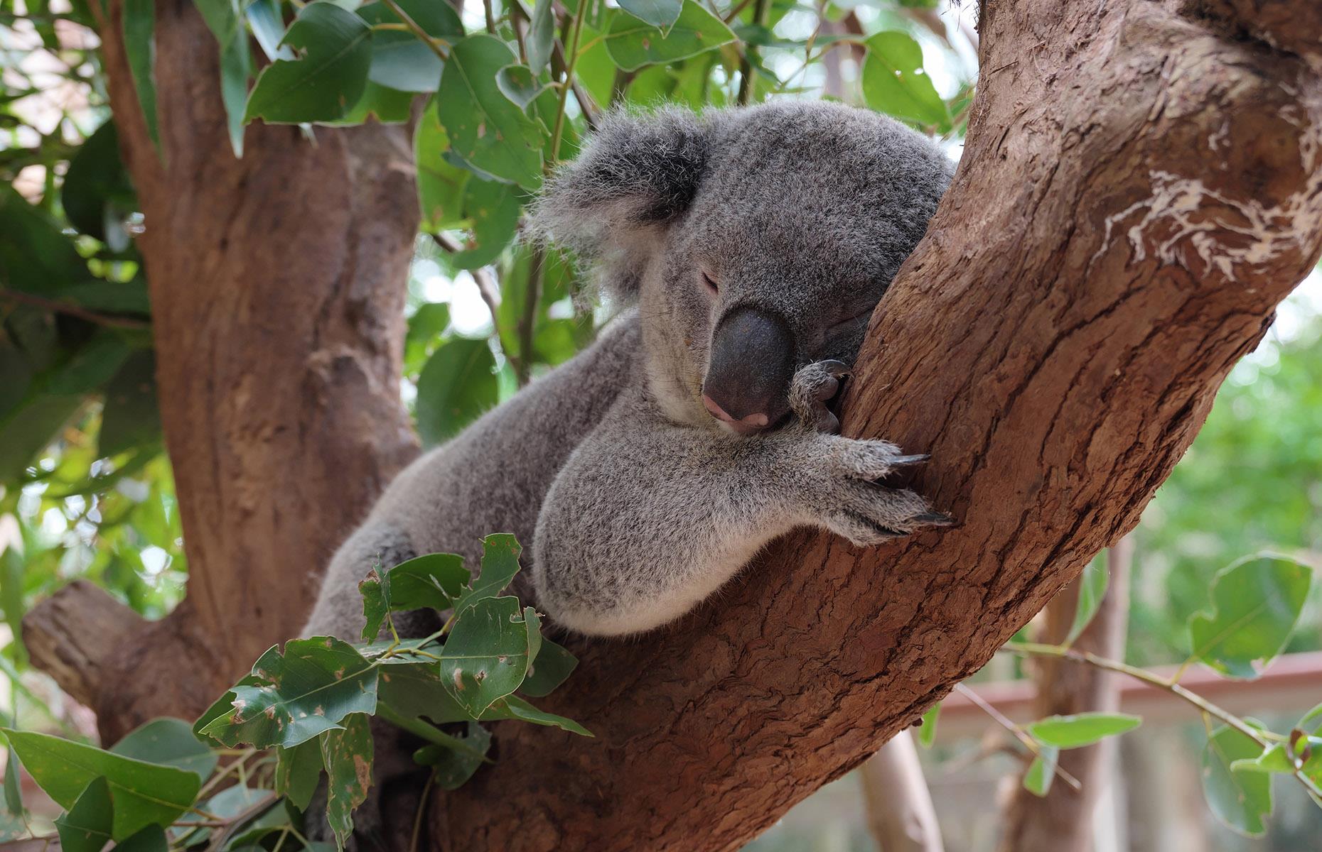 18: Koalas