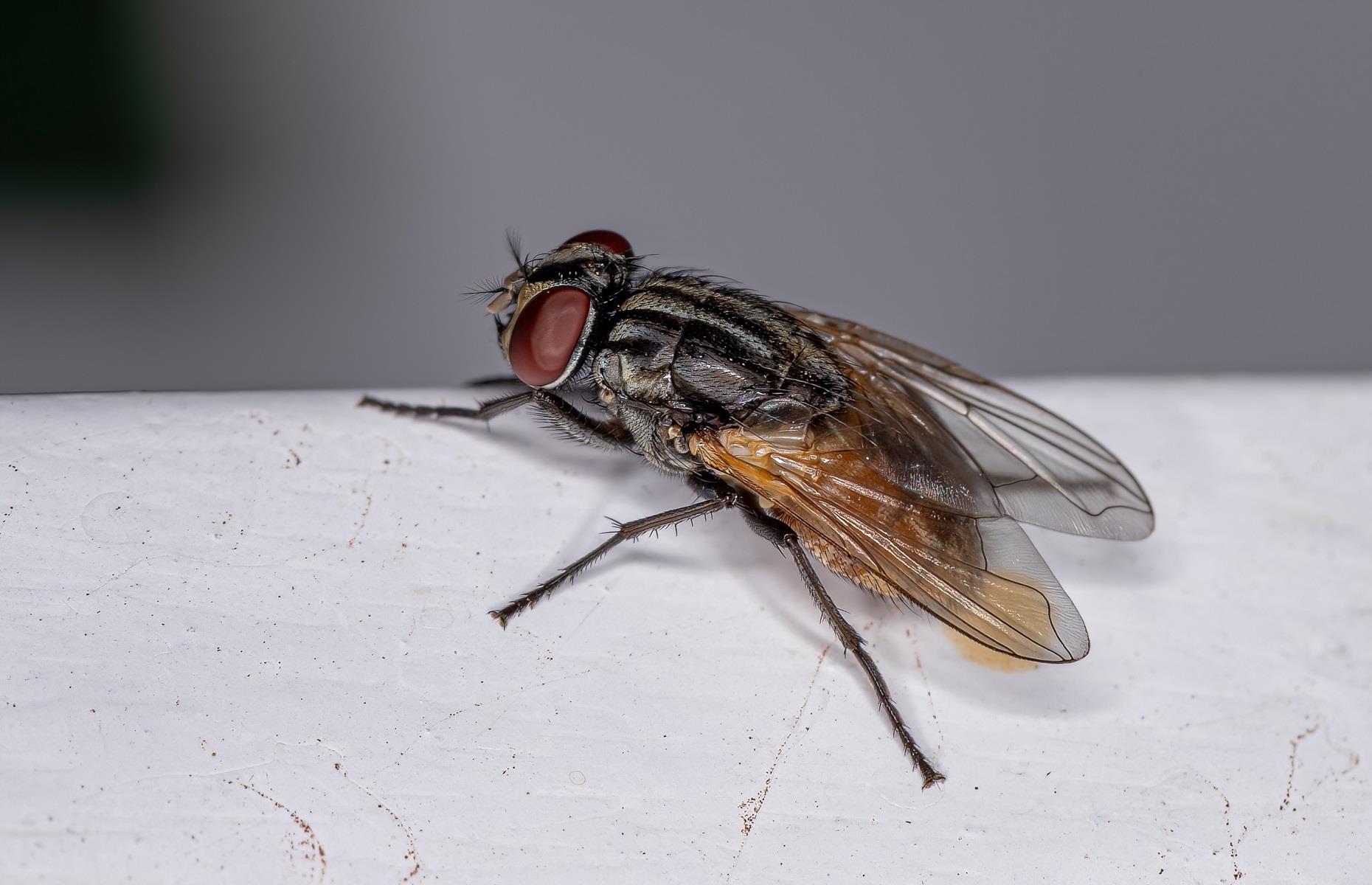 Summer pest: flies