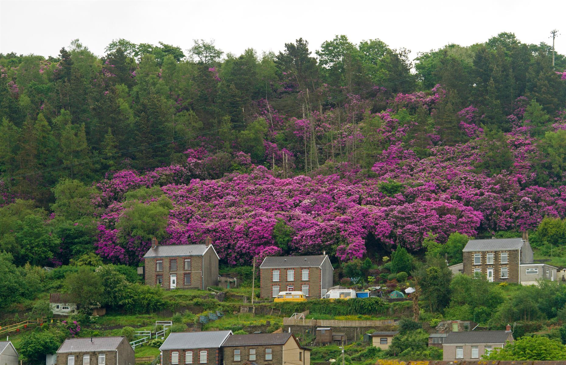 Rhododendron: what can go wrong