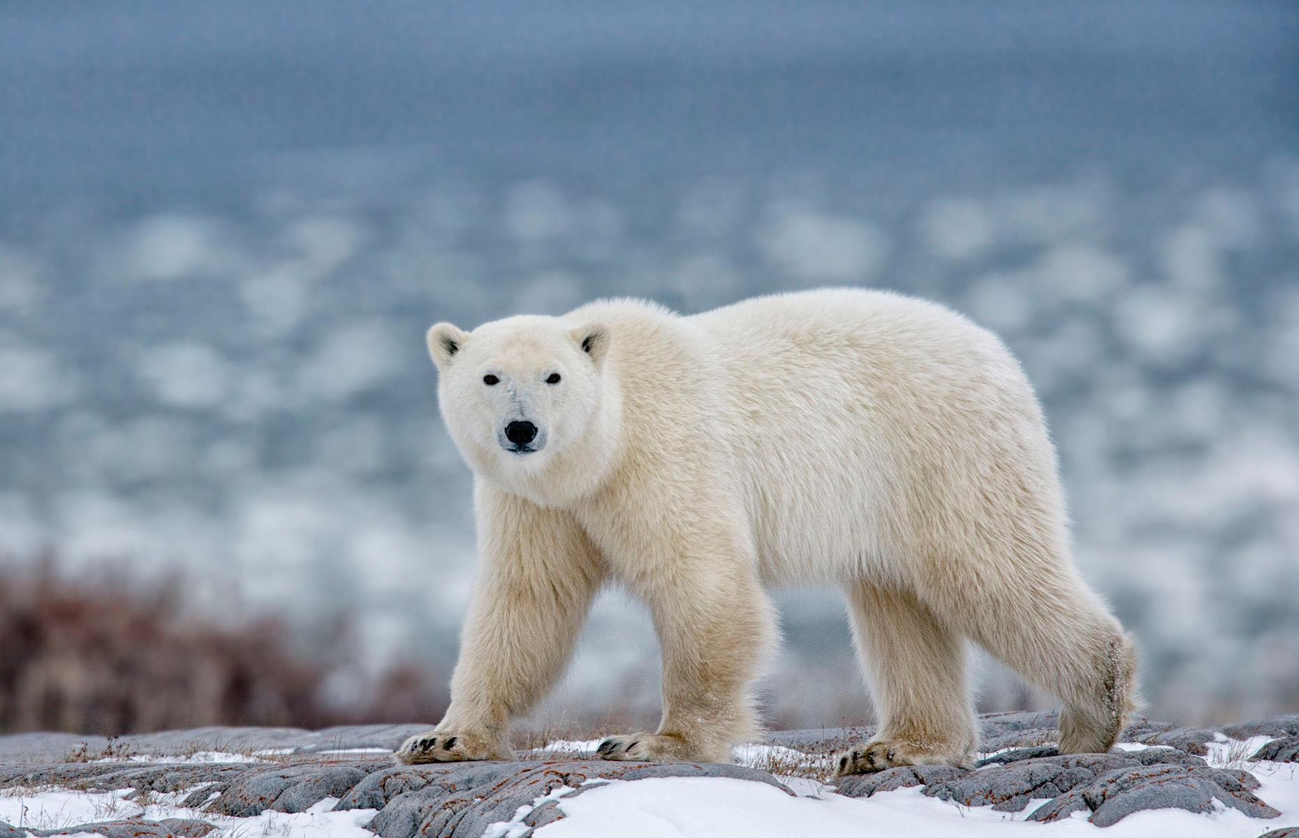 Polar bear