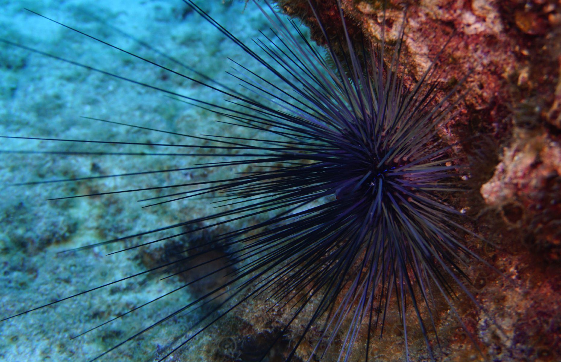 25. Long-spined sea urchin