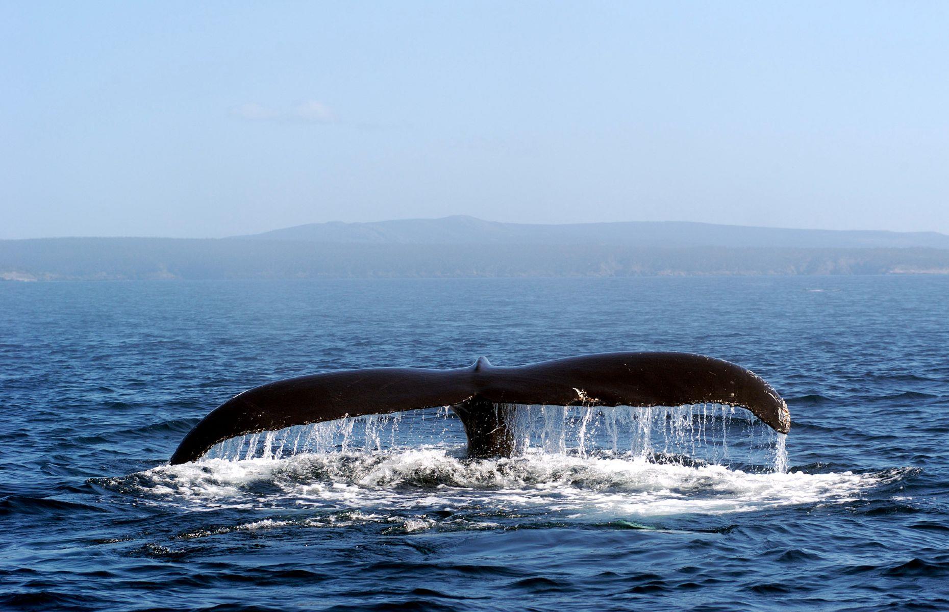 Join a whale-watching cruise, various, Newfoundland and Labrador