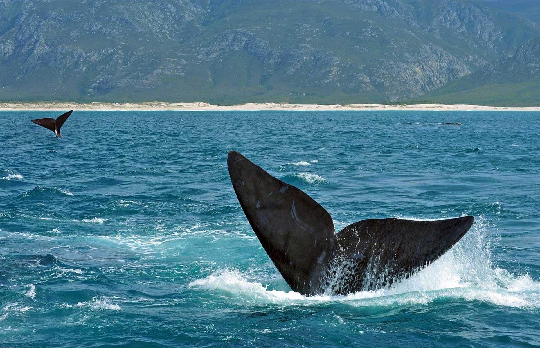 Hermanus, South Africa