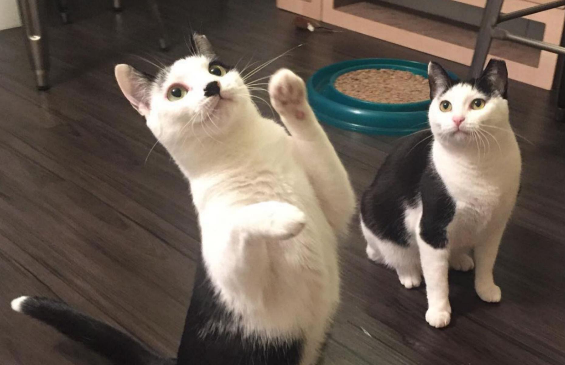 Food with furry and feathered friends