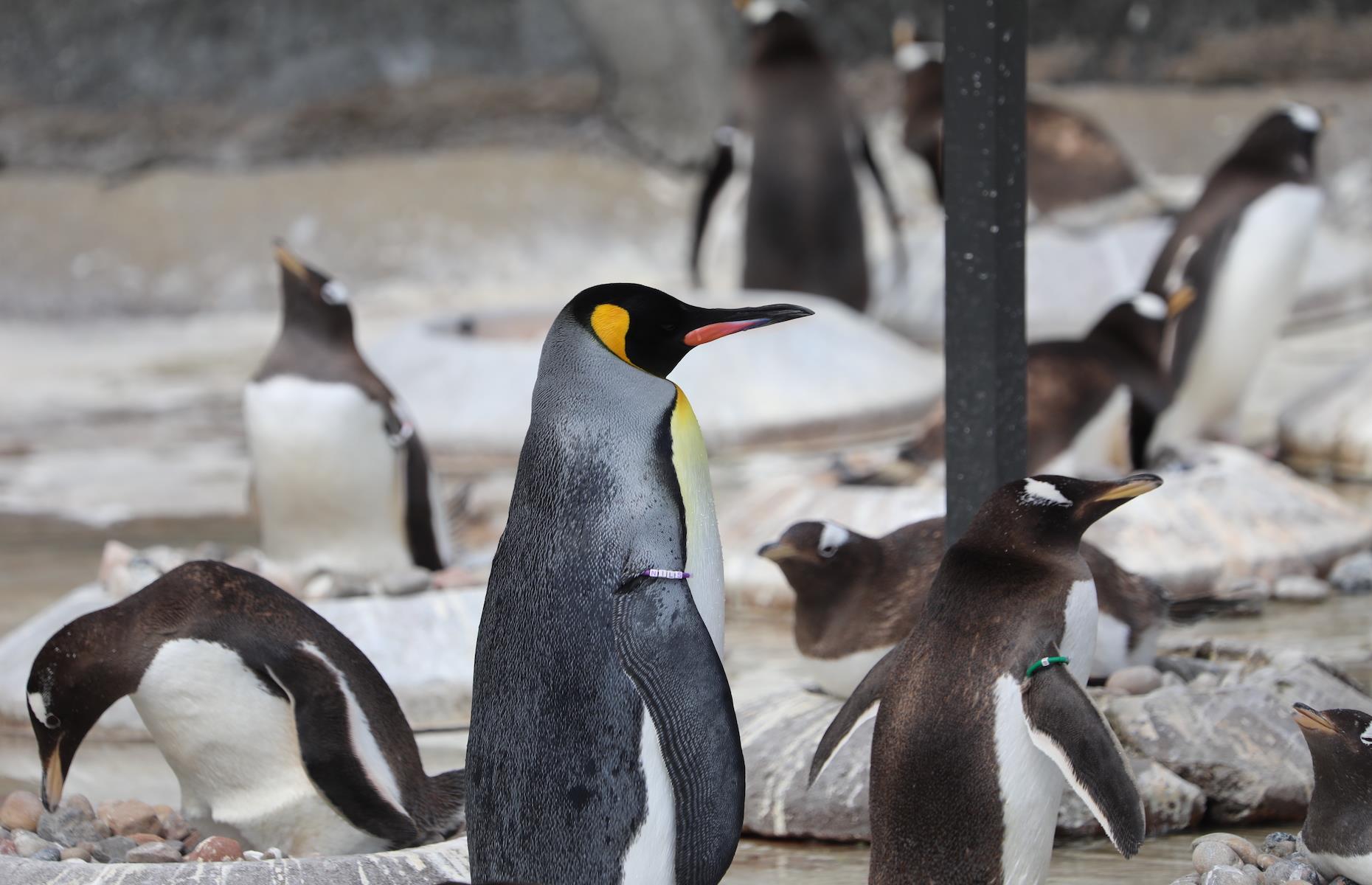 The world’s only knighted penguin lives in Edinburgh