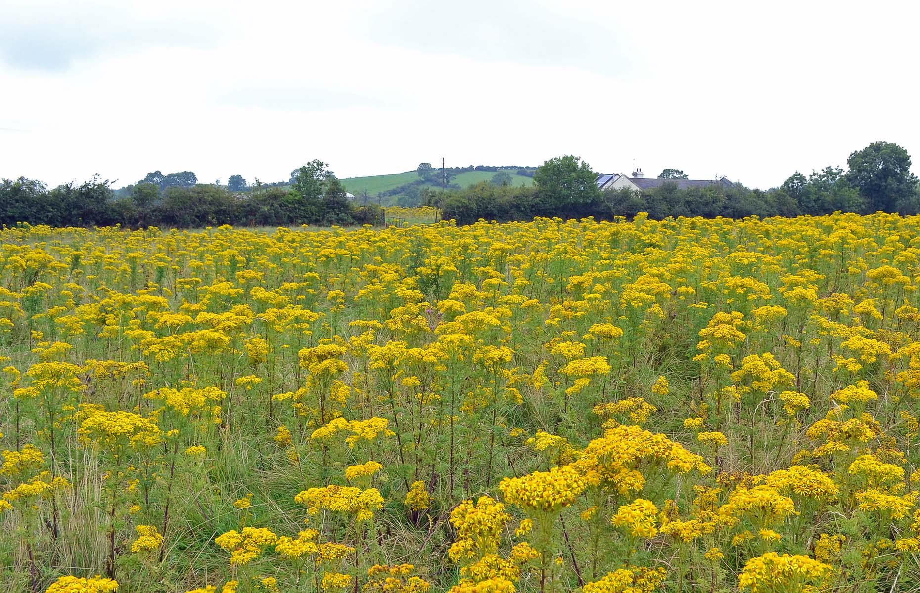 Common ragwort treatment