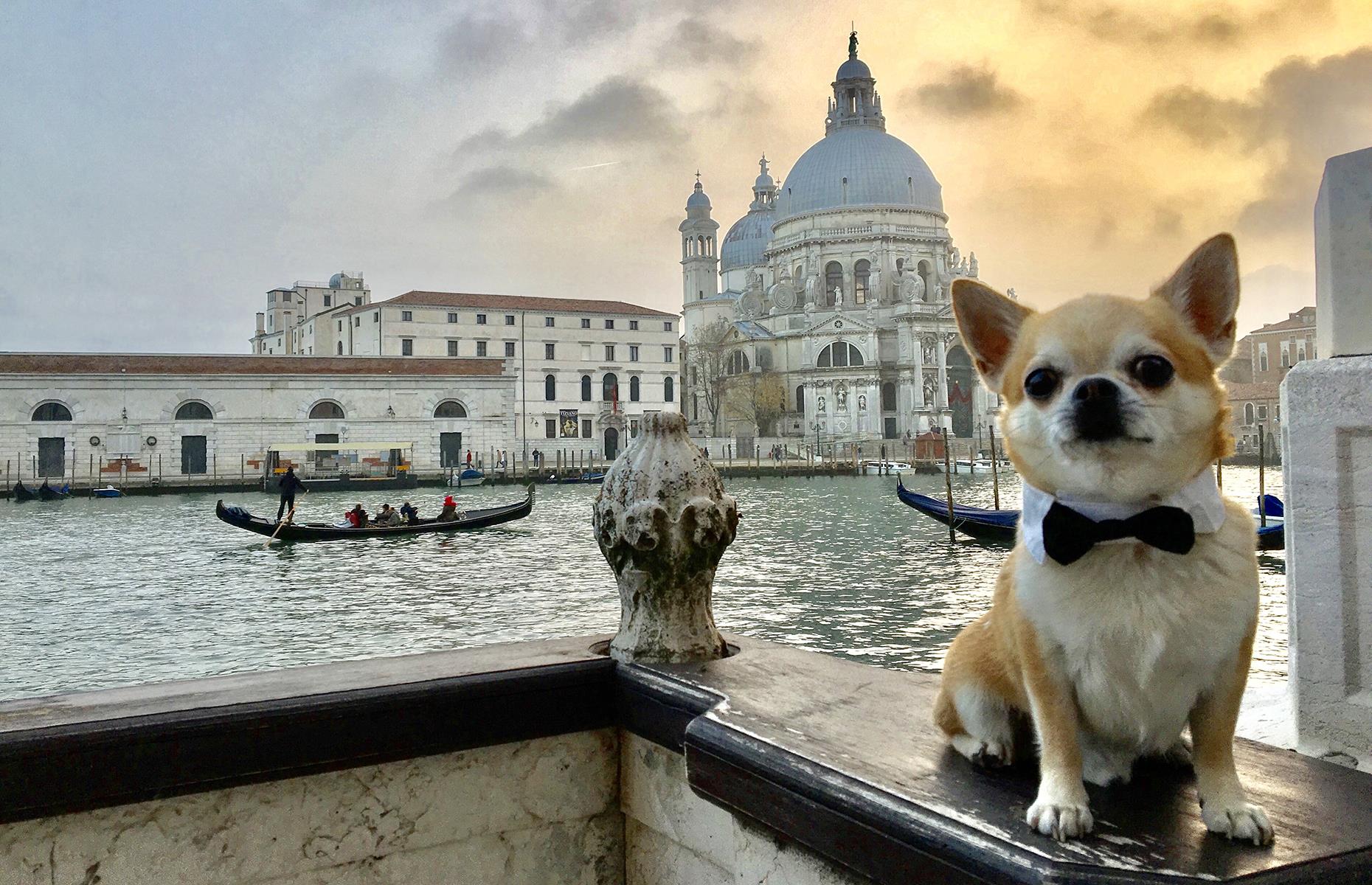 Miami Traveller Dog