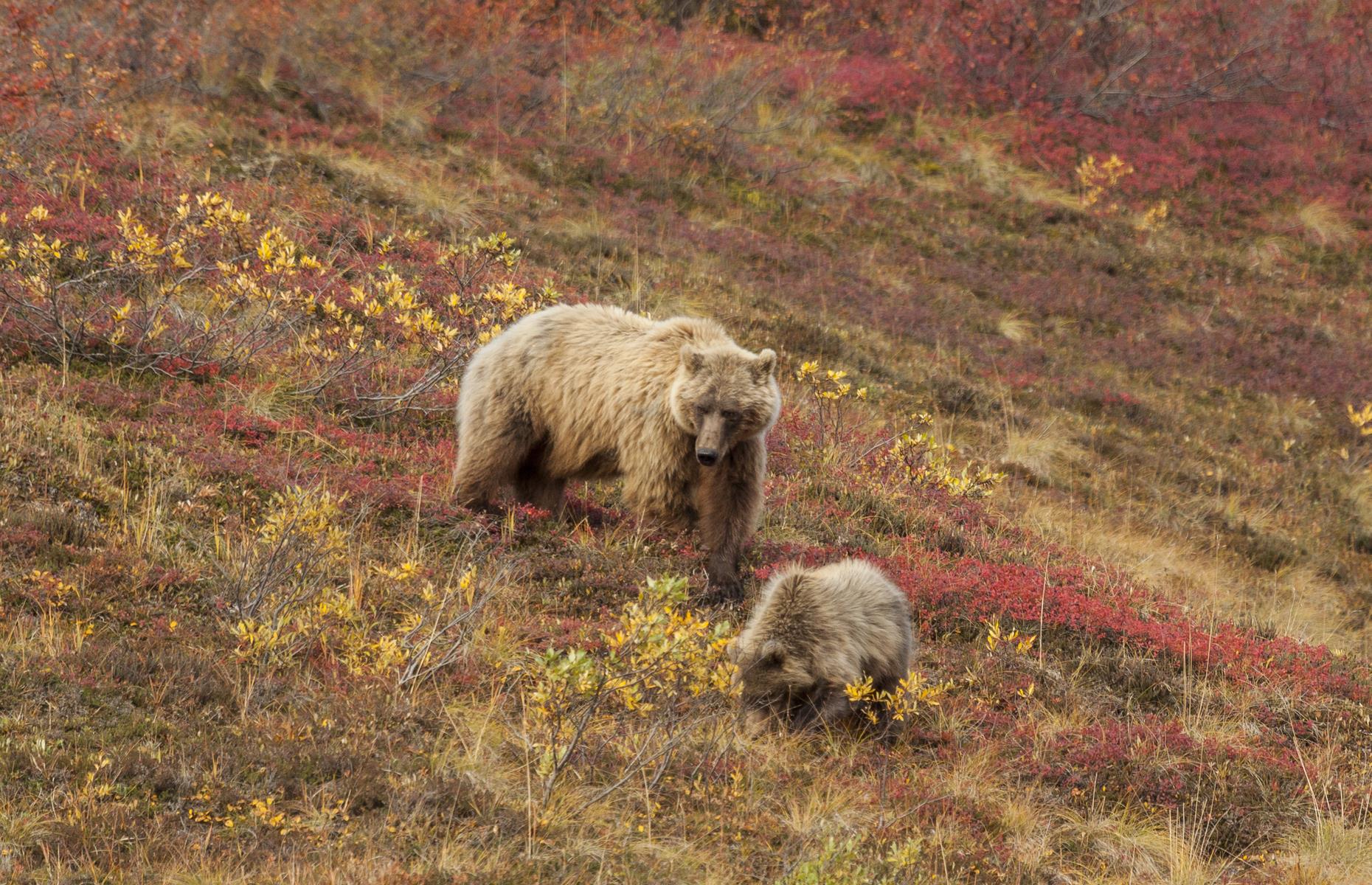 Denali National Park, Alaska 