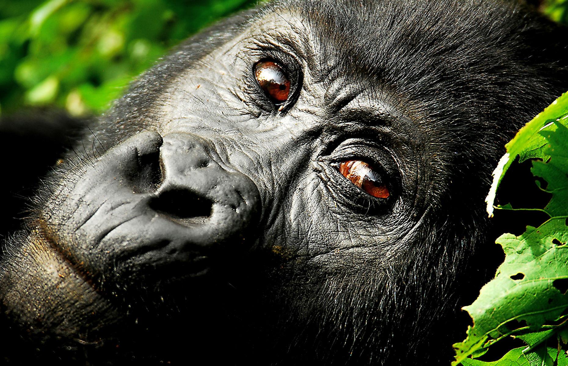 Gorillas in Uganda