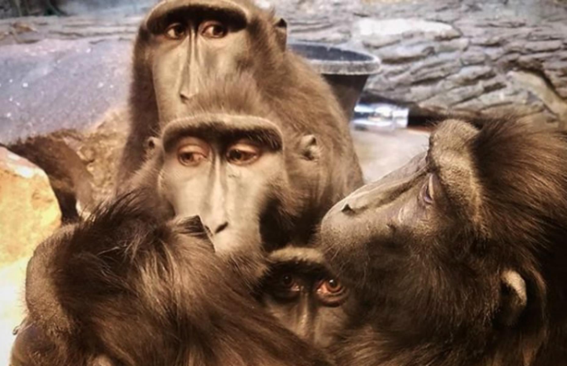 Henry Doorly Zoo & Aquarium, Omaha, Nebraska
