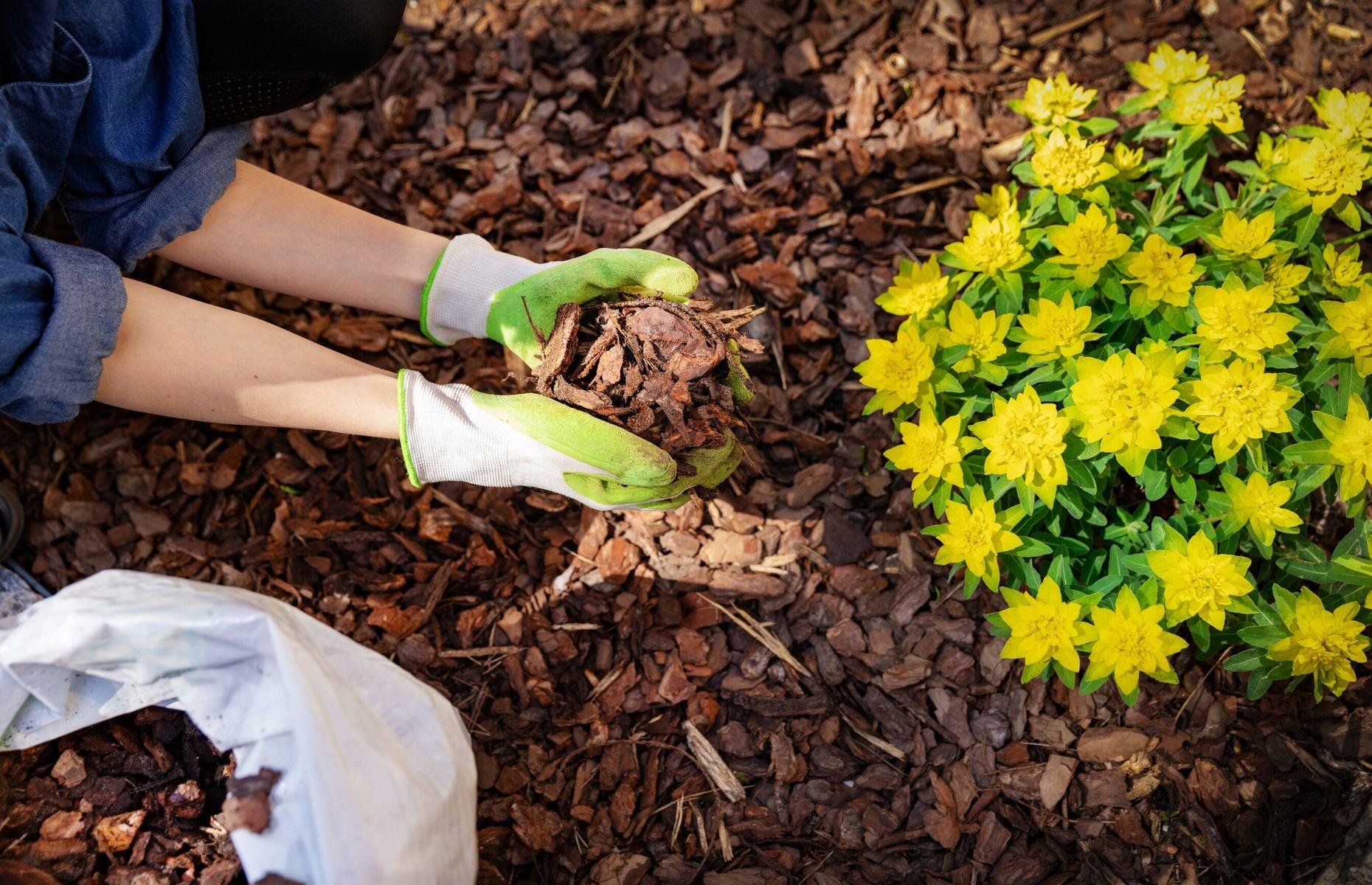Add mulching to your soil in summer