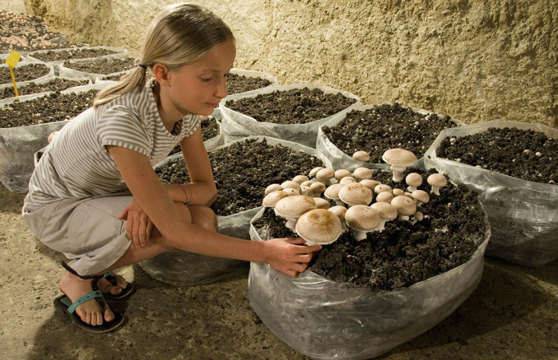 Musée du Champignon, Saumur, Loire Valley, France