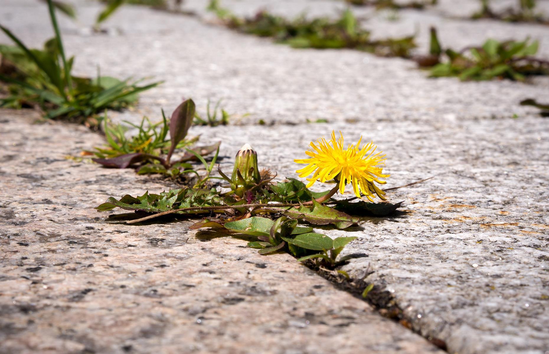 Use white vinegar to kill weeds
