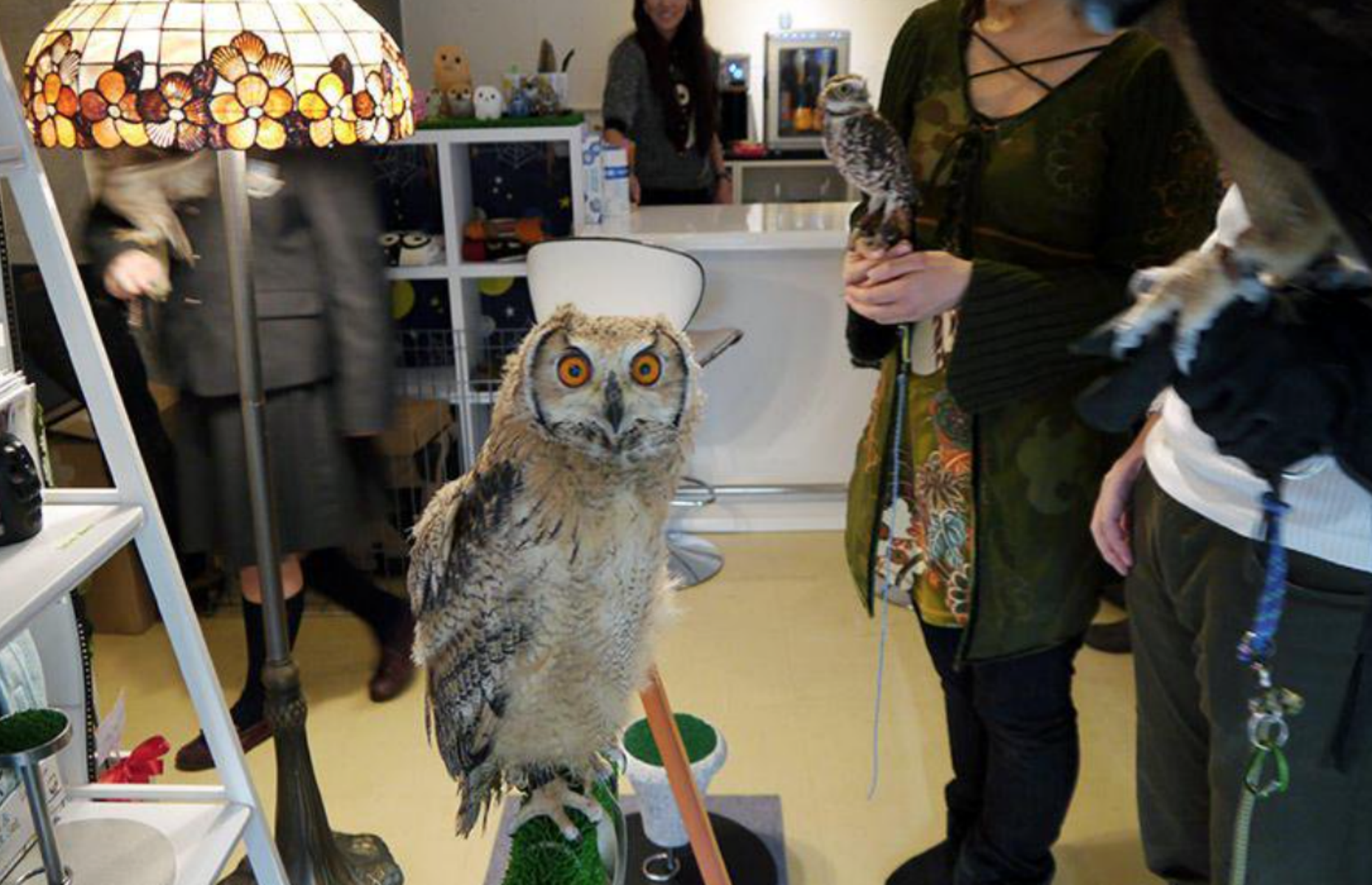 Owls: Fukurou Sabou, Tokyo, Japan
