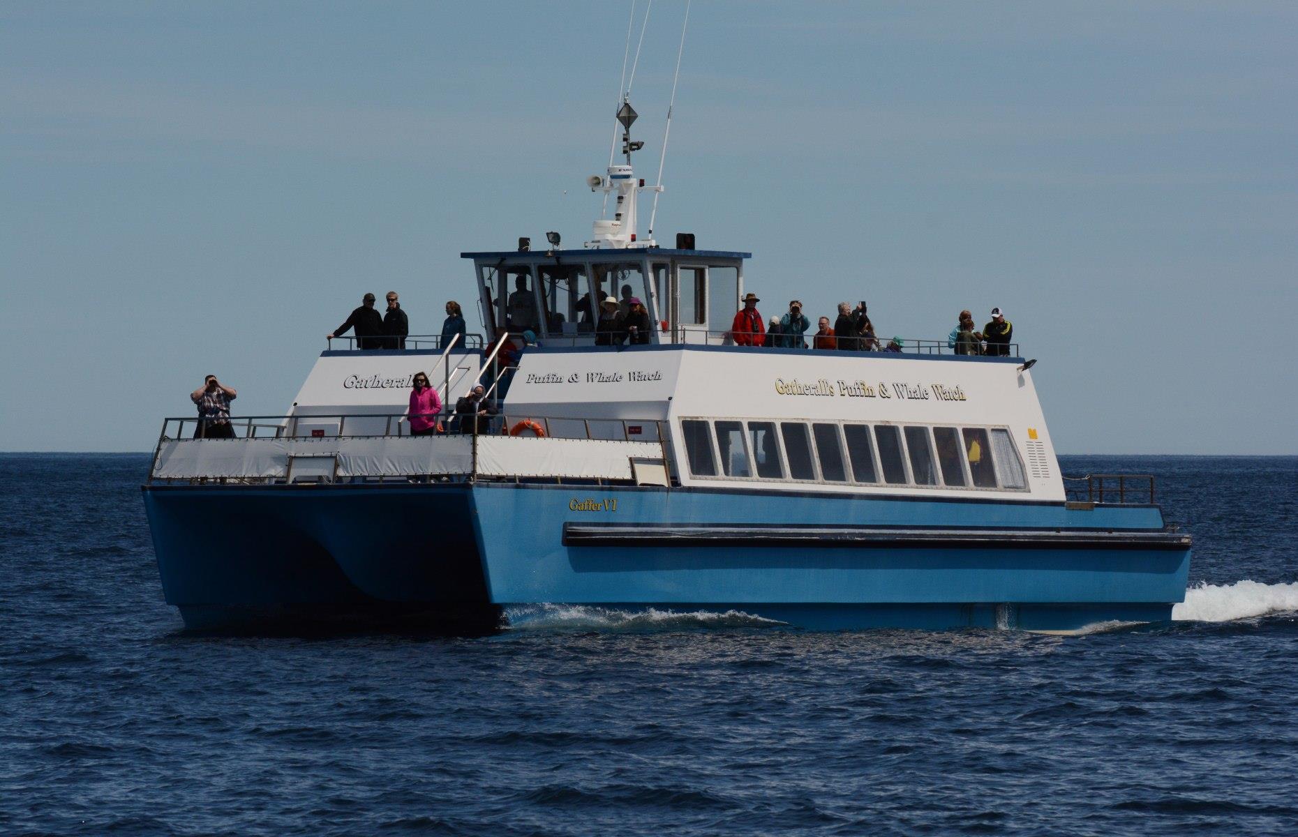 Join a whale-watching cruise, various, Newfoundland and Labrador