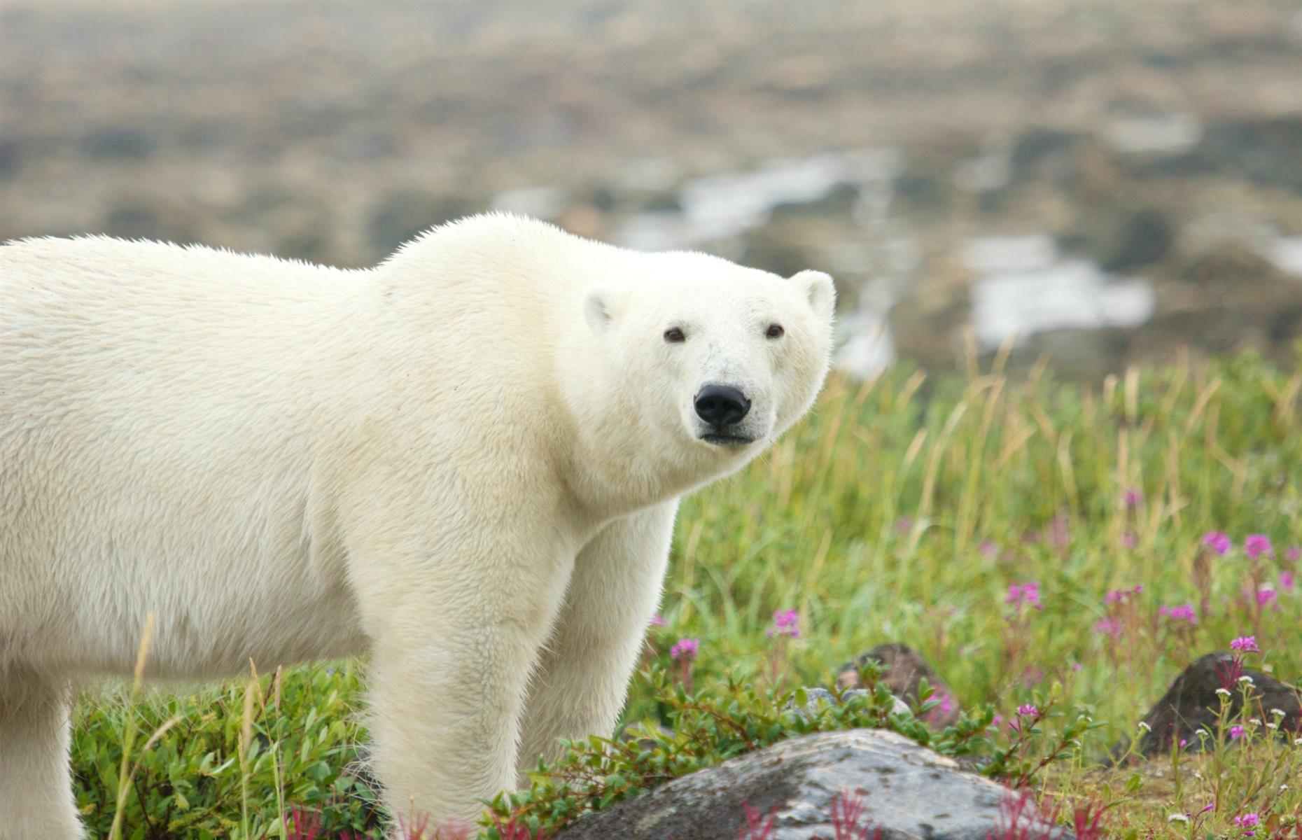 Churchill, Manitoba