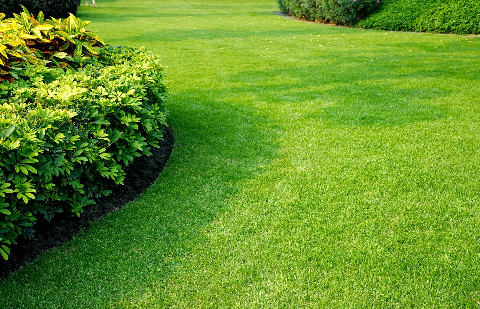 A well-kept lawn