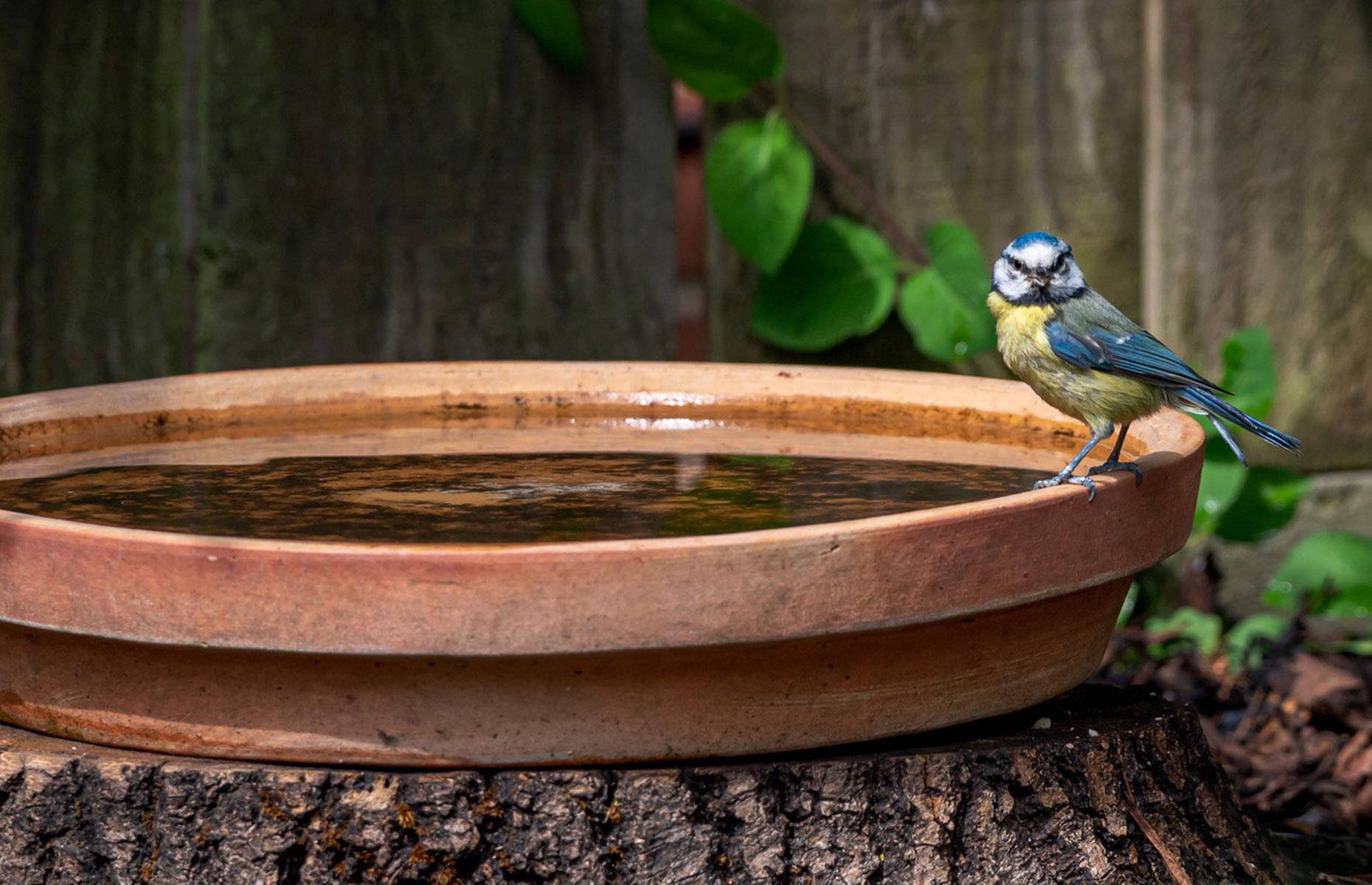 Bring out your own birdbath