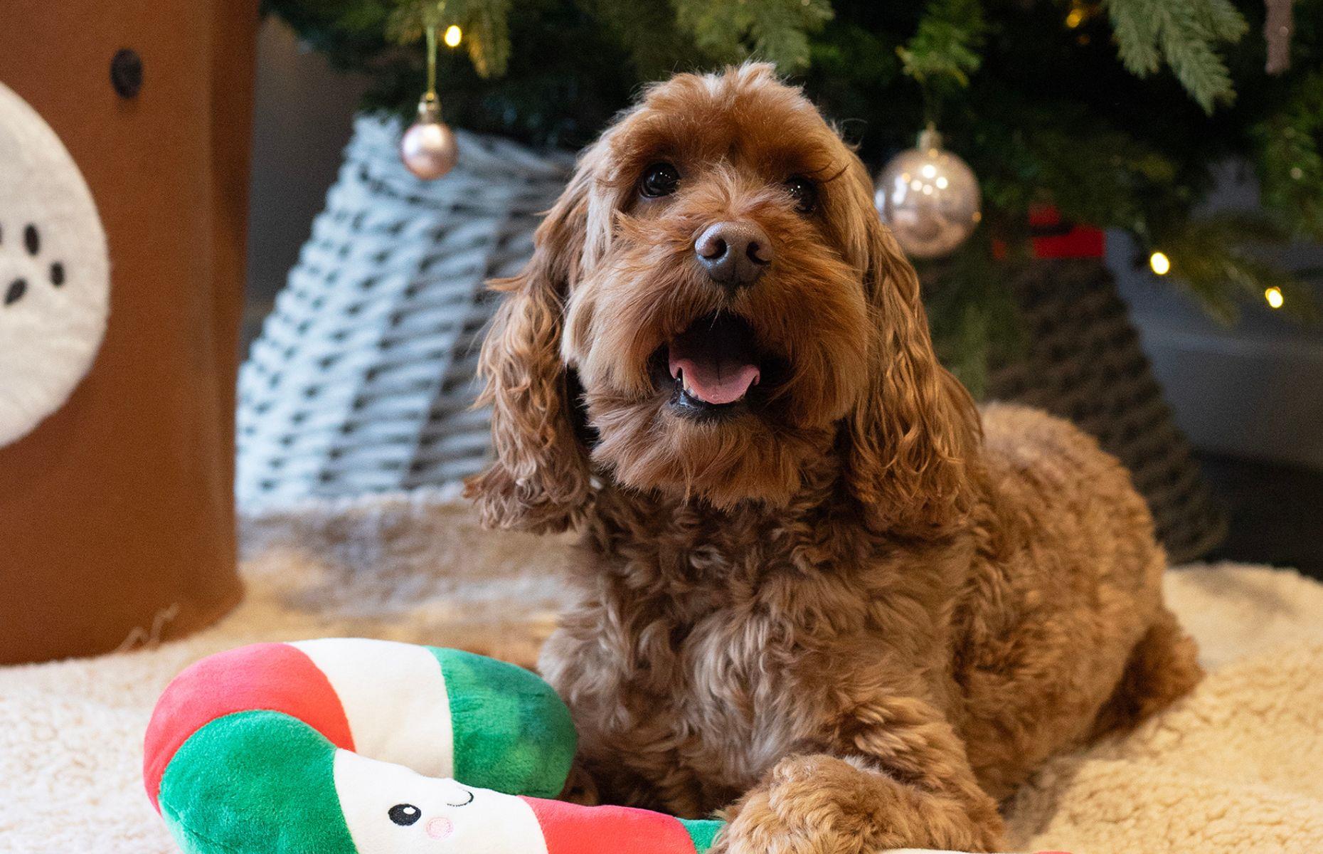 Schedule a dog groom