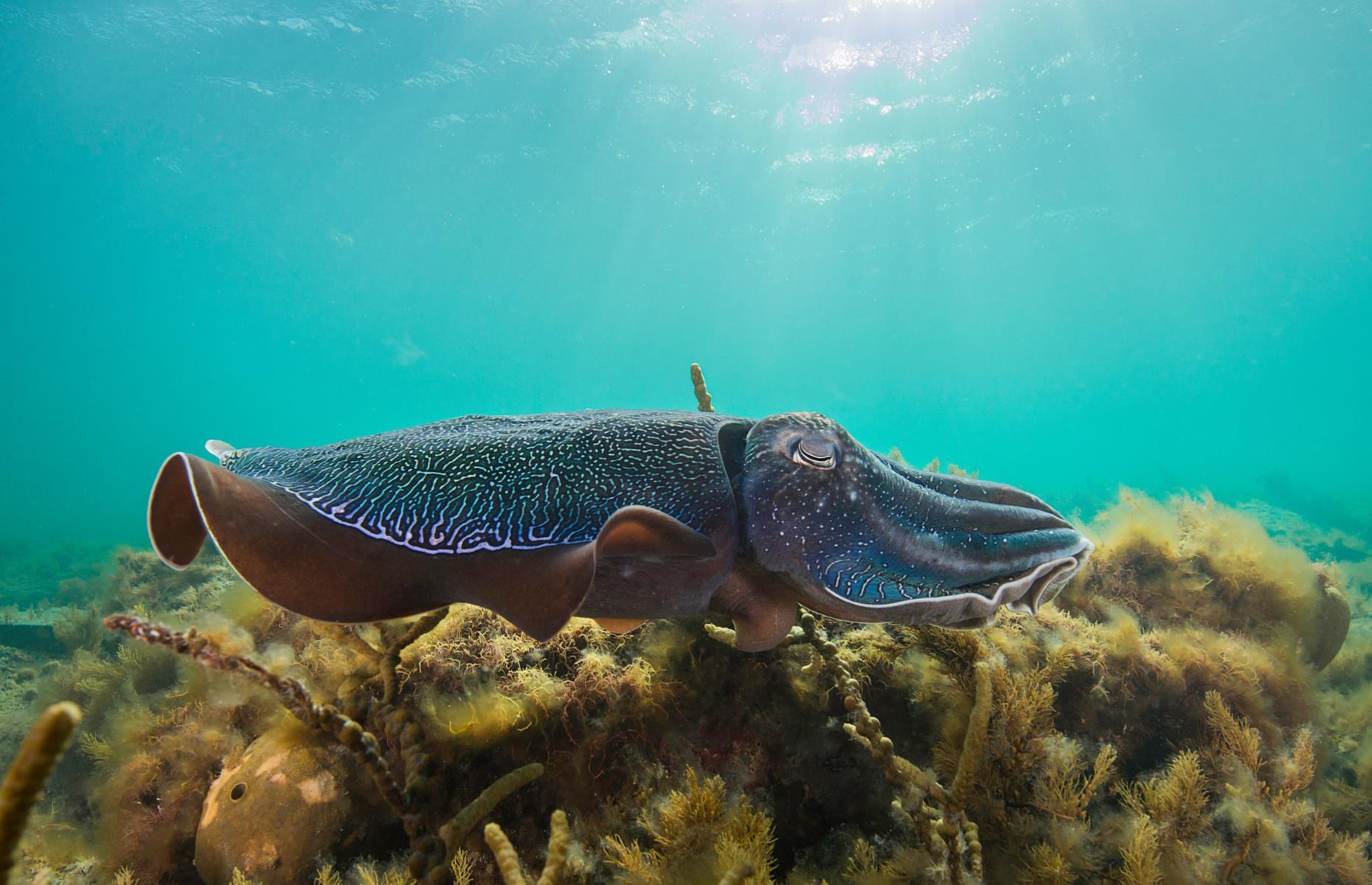 15. See giant cuttlefish mate, Whyalla, South Australia