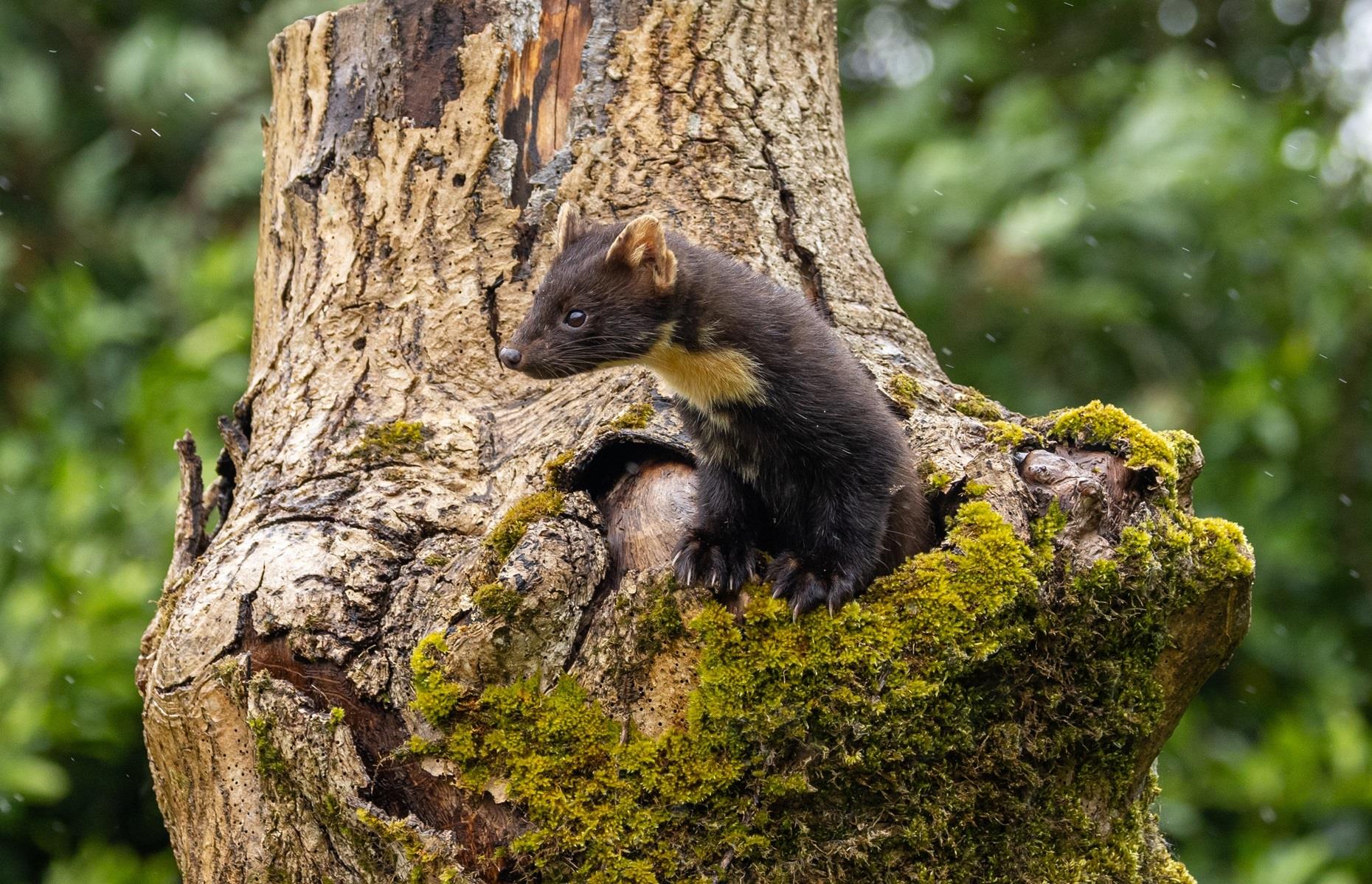 How to get rid of European pine martens legally