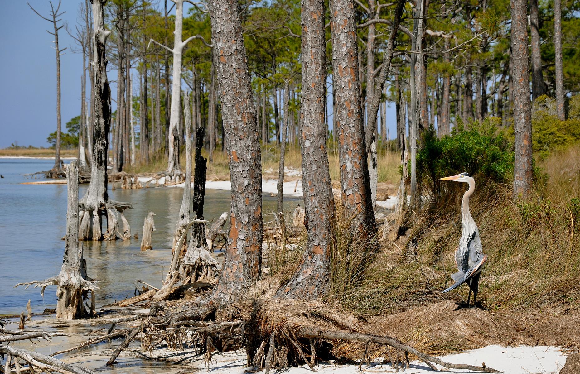 St George Island State Park, St George Island