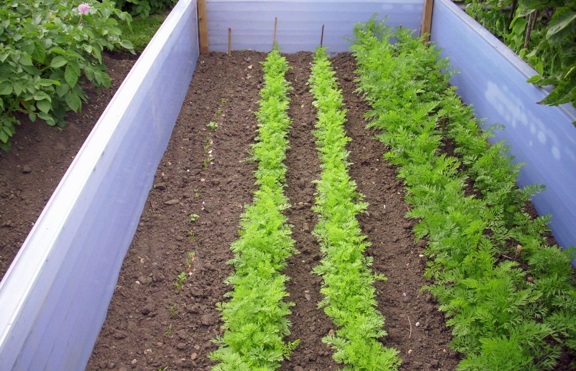 Plant vegetables in intervals