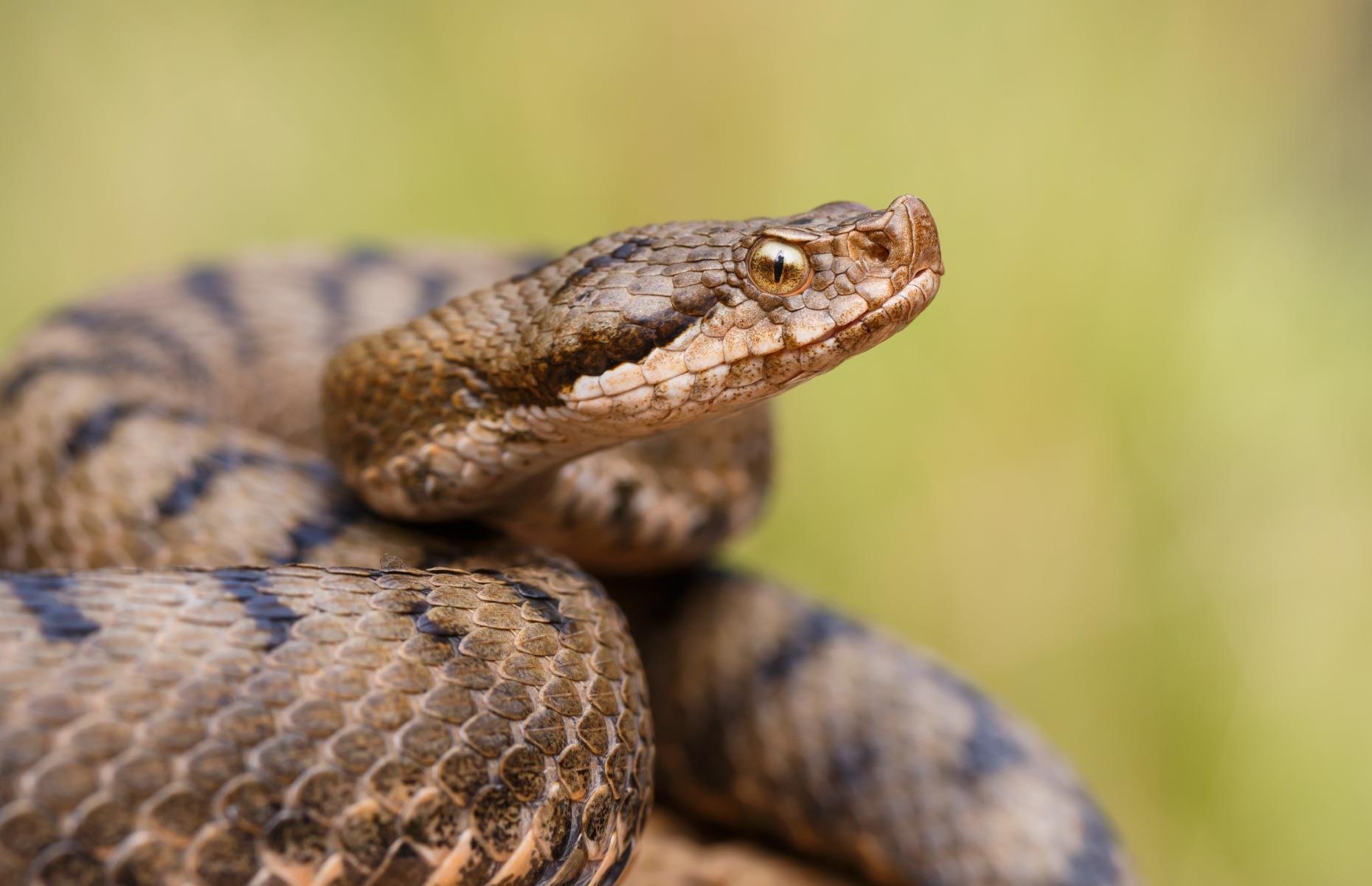 12. Asp viper