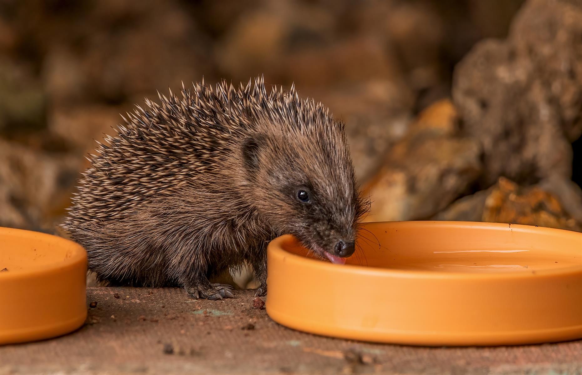 Hedgehogs are lactose intolerant