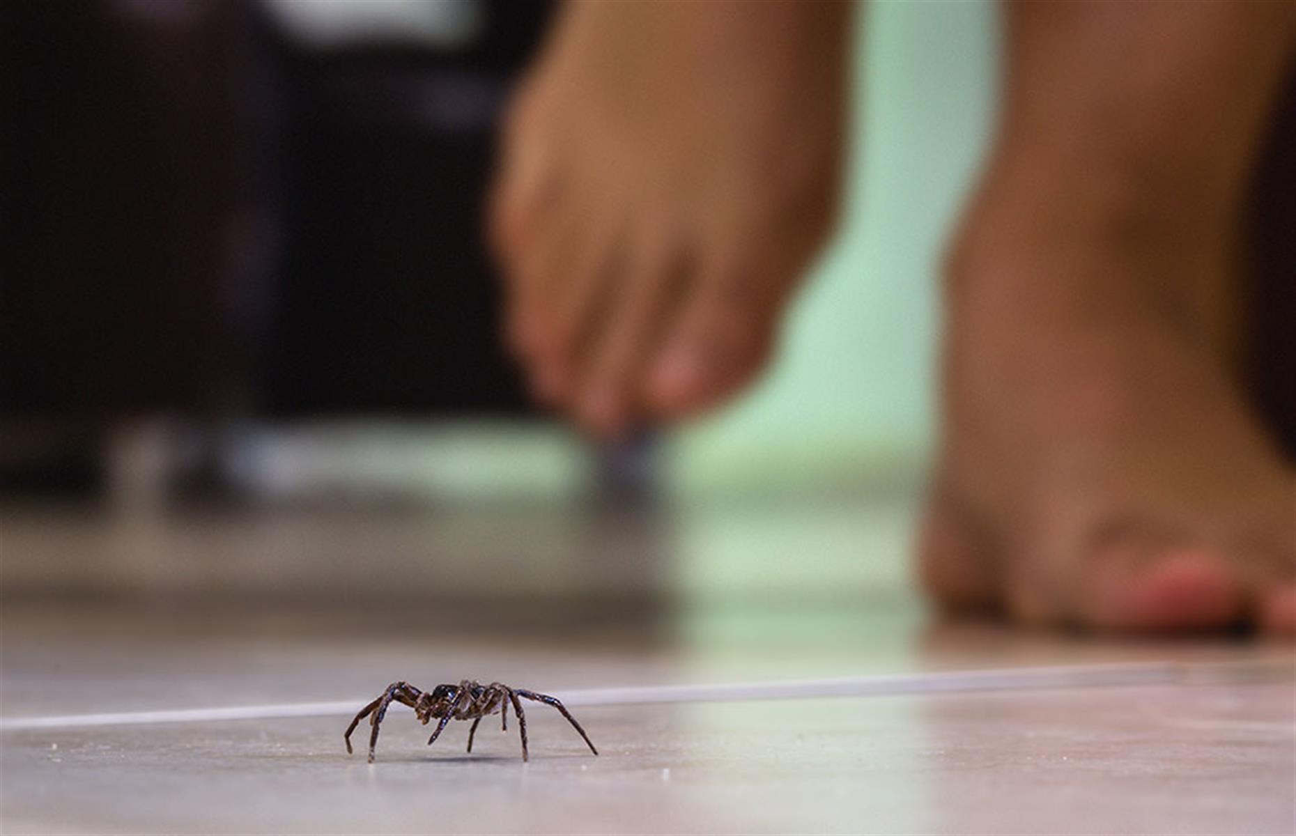 False black widow spiders: treatment