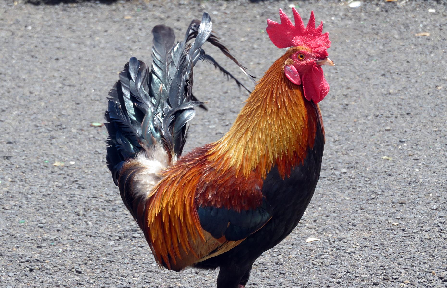 The neighbourhood has a flock of feral chickens