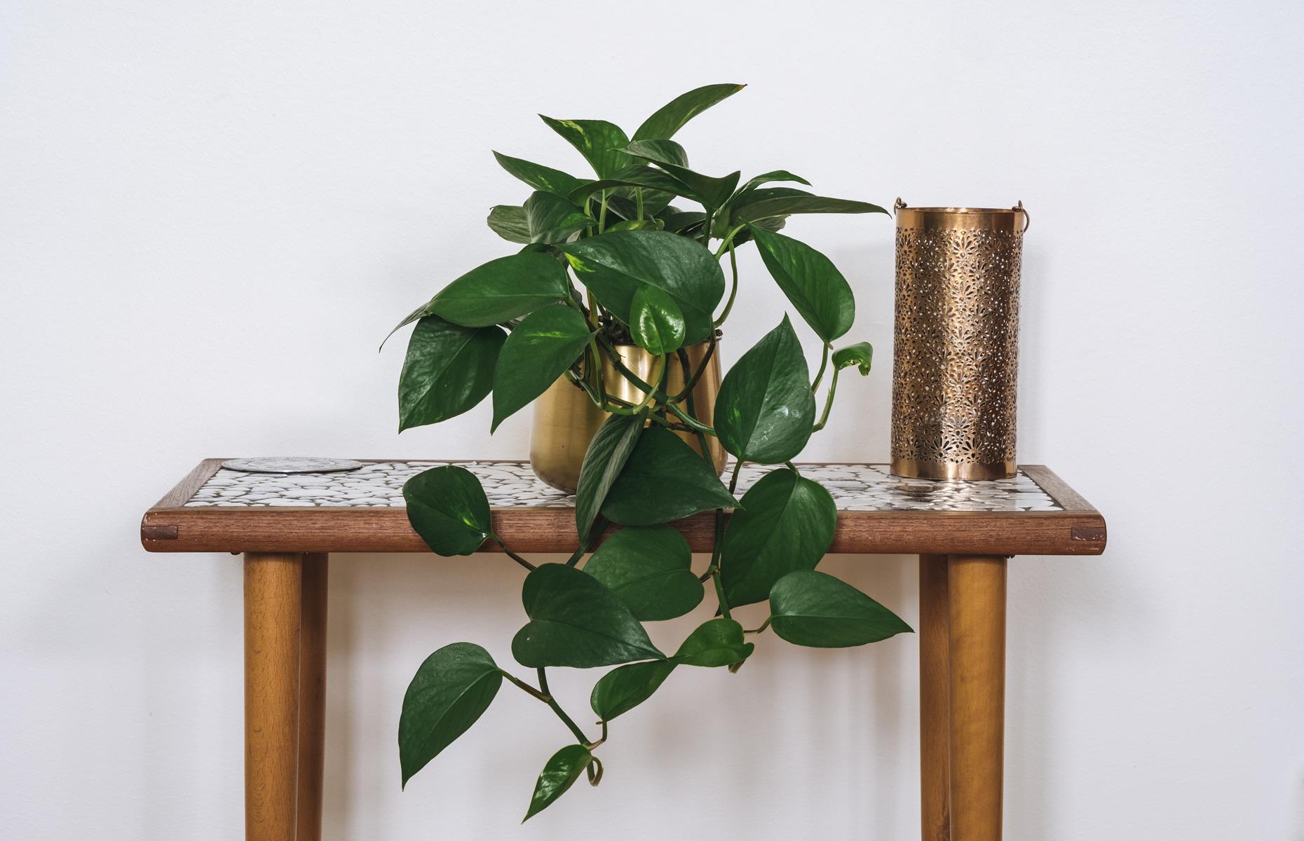 Dónde colocar un pothos dorado