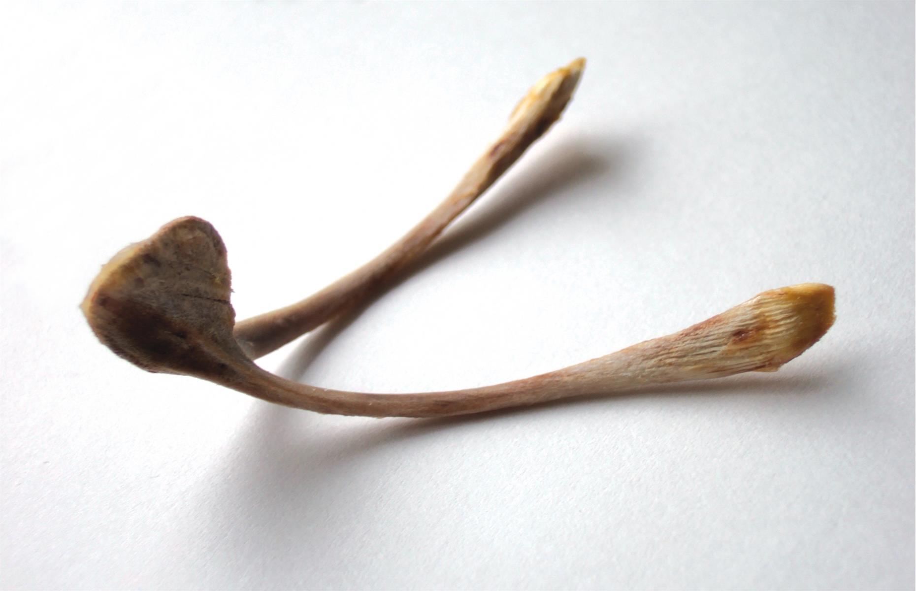 Is it better to remove the wishbone before or after cooking?